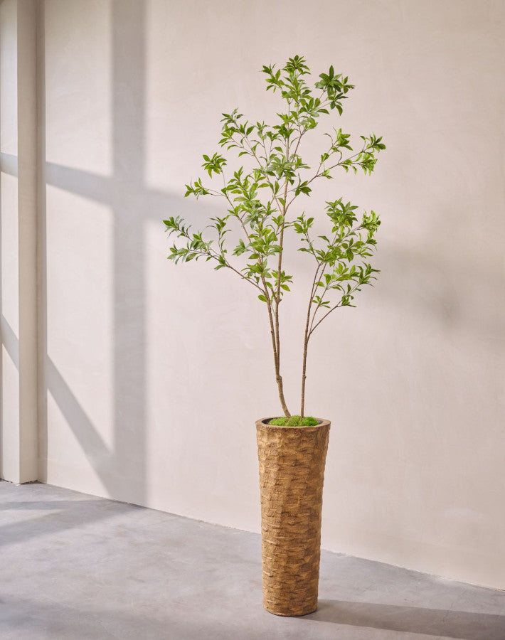 Kunstplant Pittosporum | 210 cm