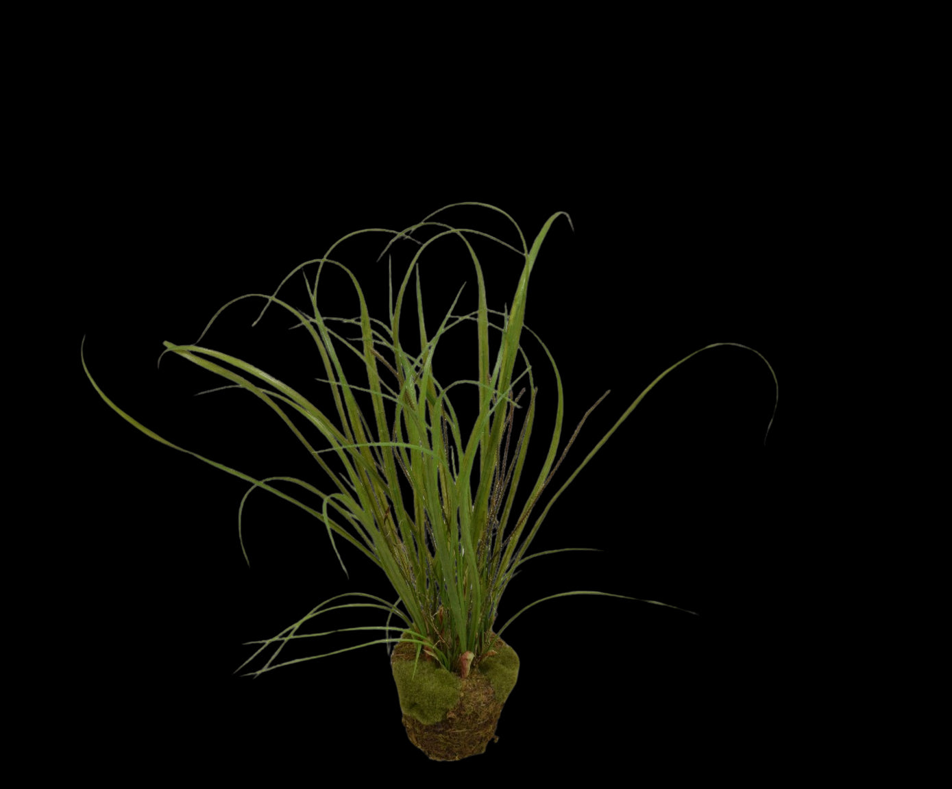Kunstplant Gras | 74 cm