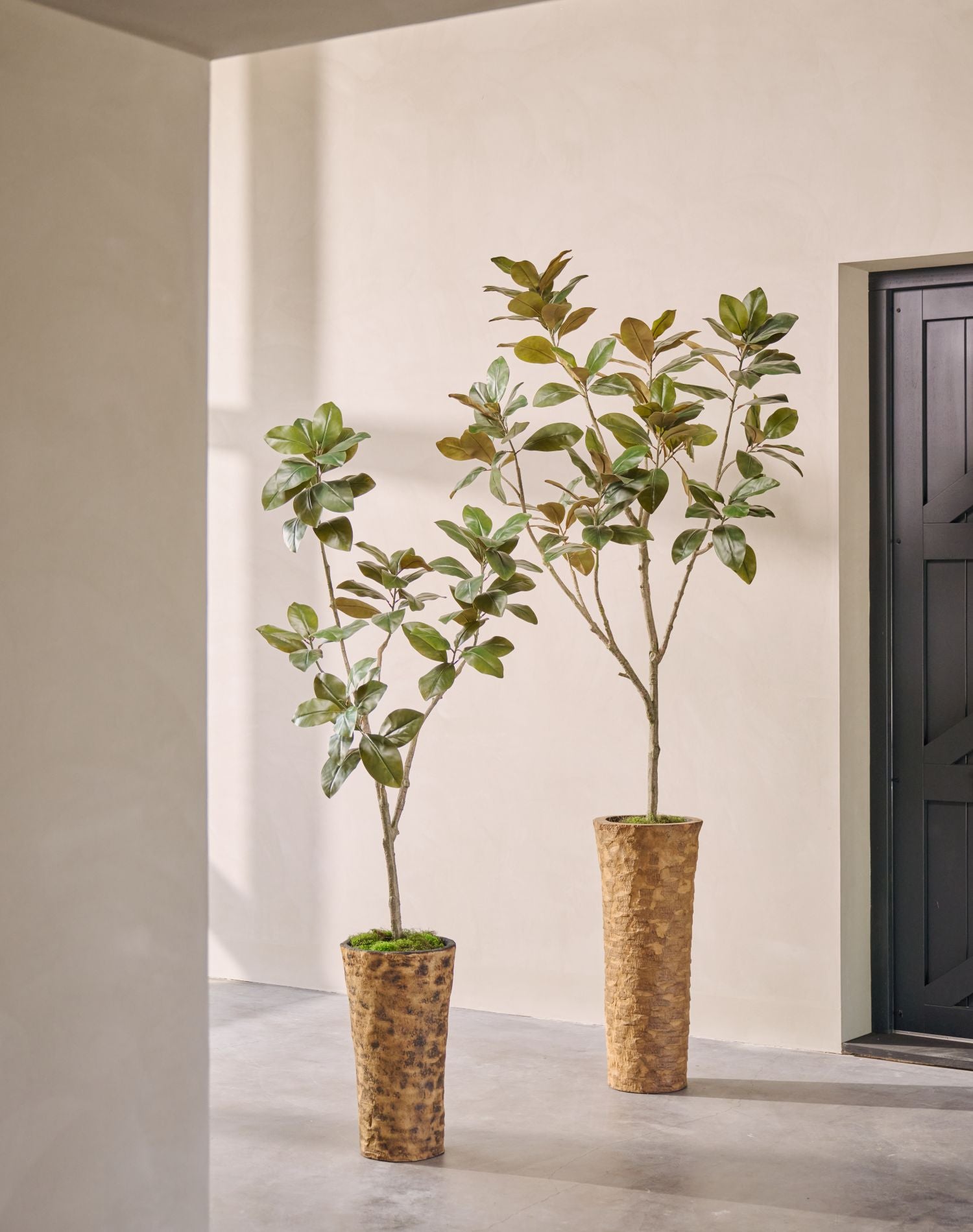 Kunstplant Ficus Dark Leaf | 230 cm