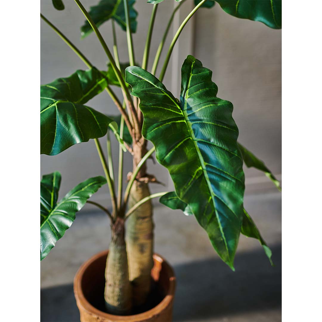 Alocasia groen | 152 cm