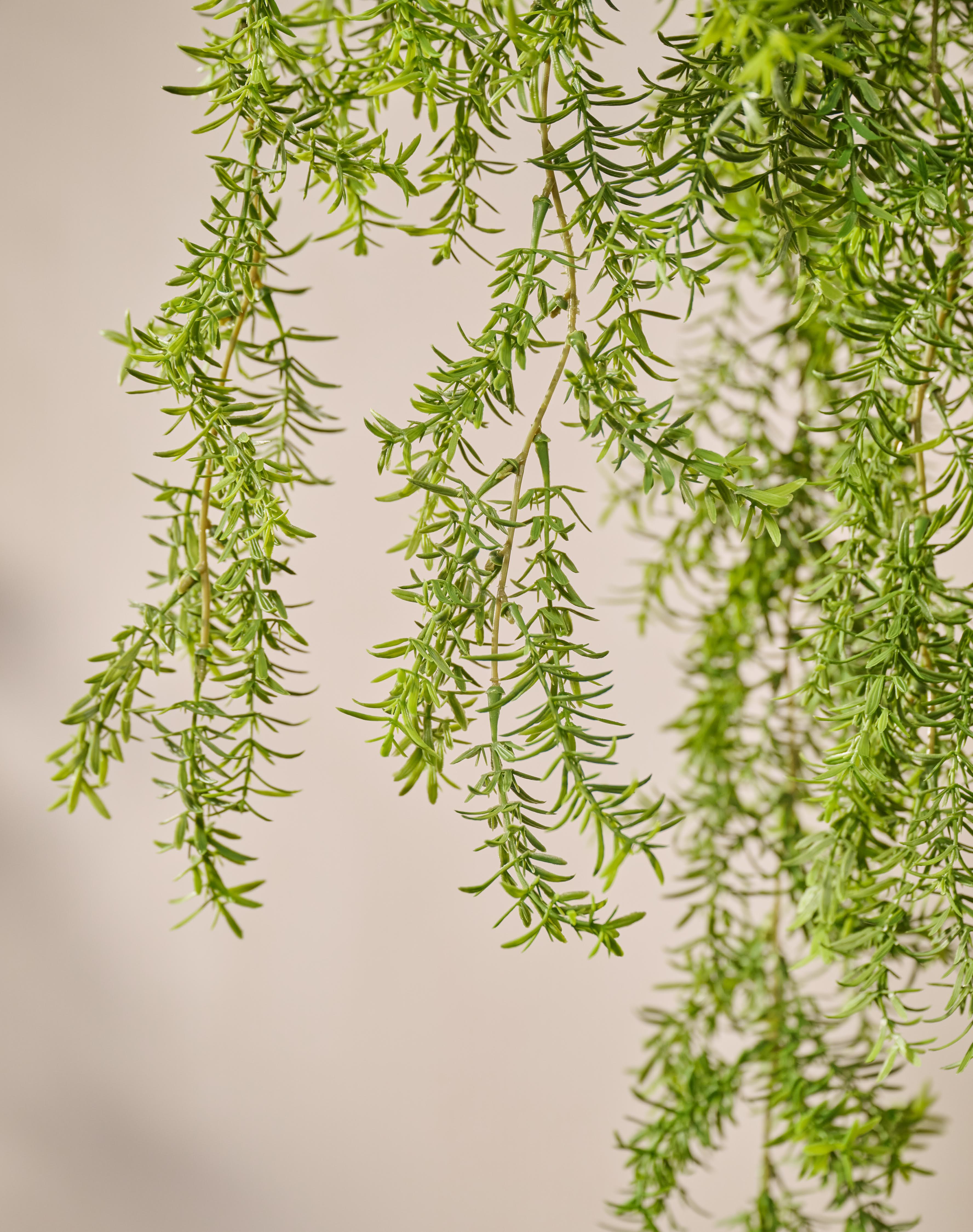 Hangplant Asparagus Groen | 105 cm