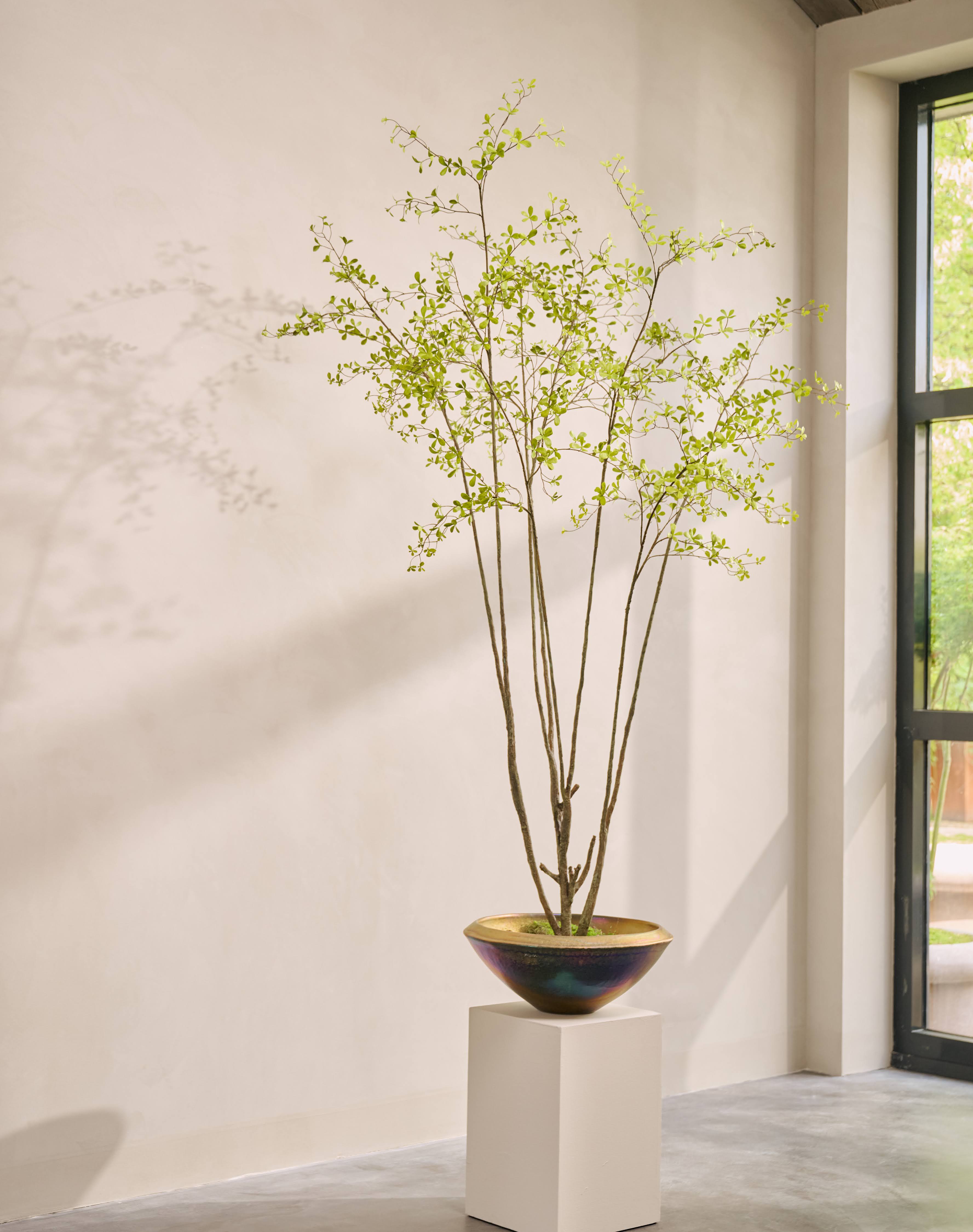 Kunstboom Bucida | 264 cm