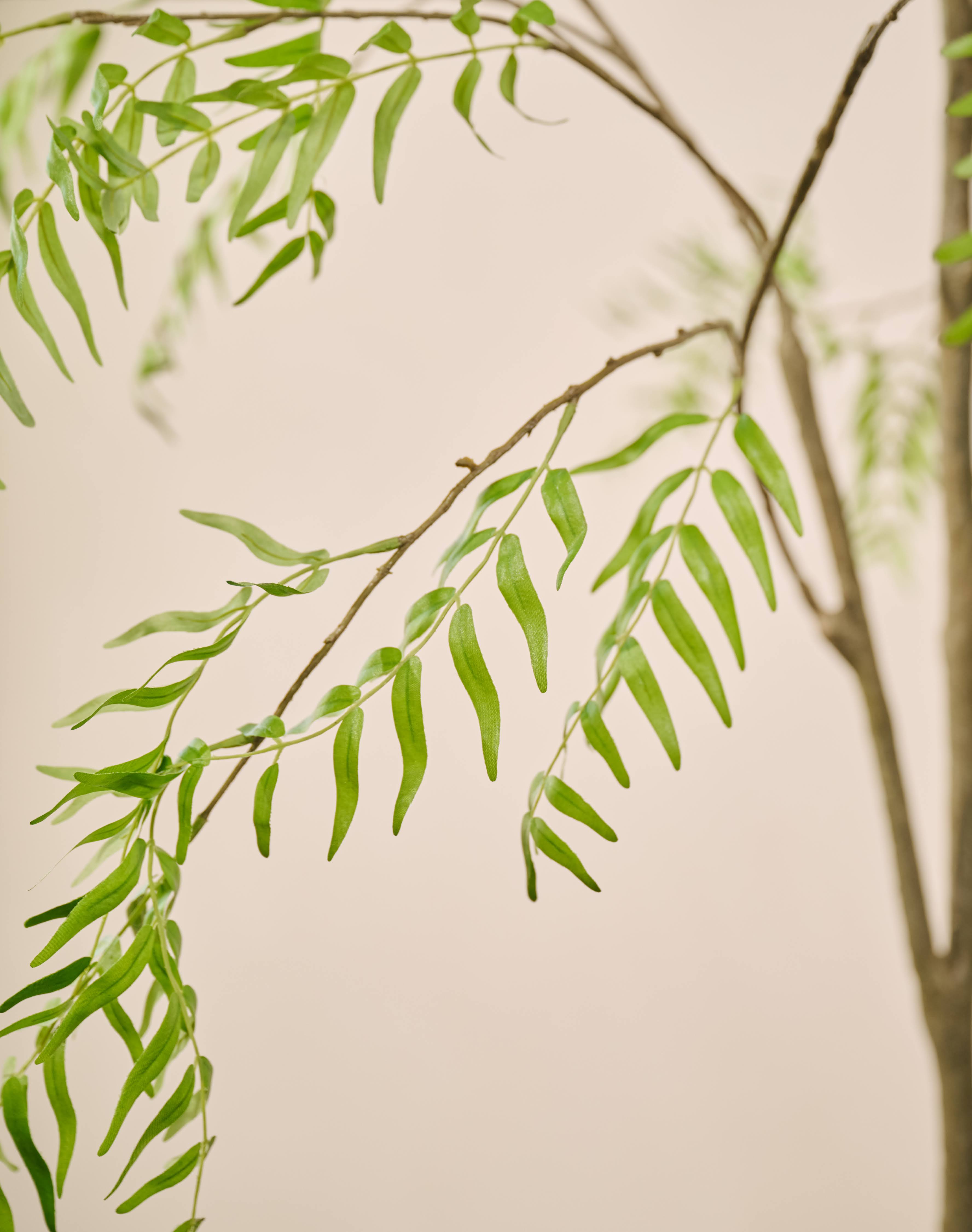 Plant Acacia Groen | 205 cm