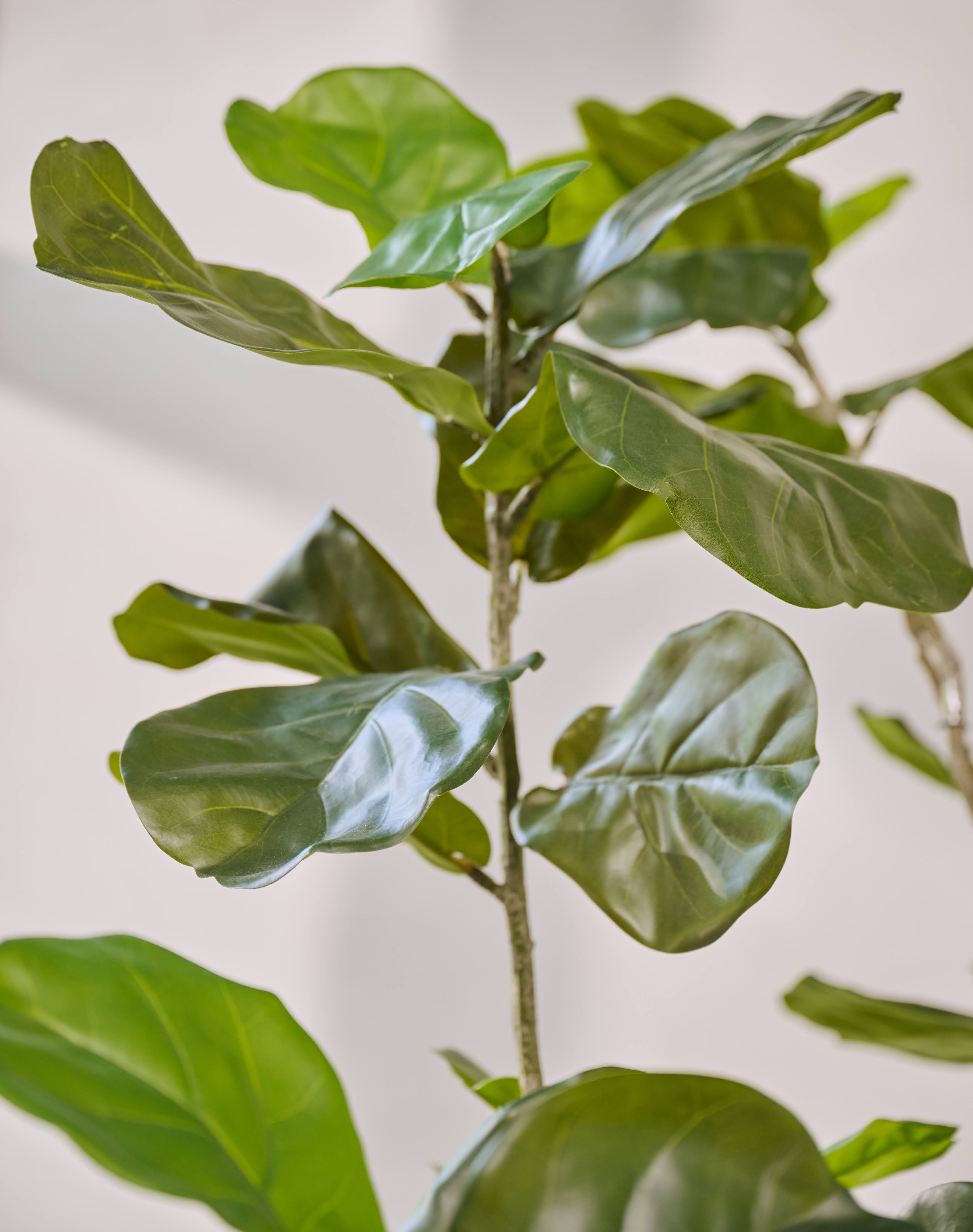 Kunstplant Ficus | 230 cm