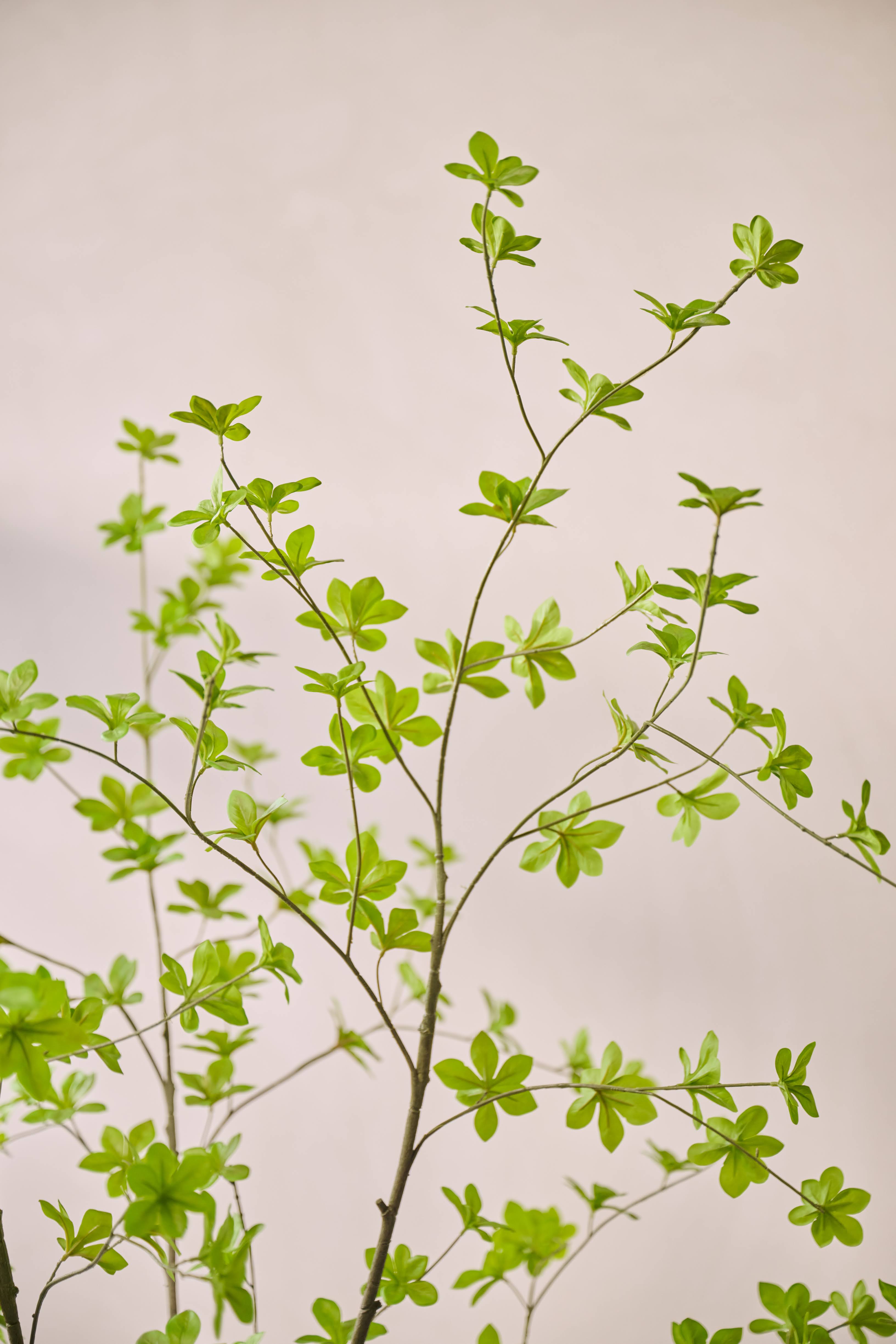 Plant Groen | 180 cm