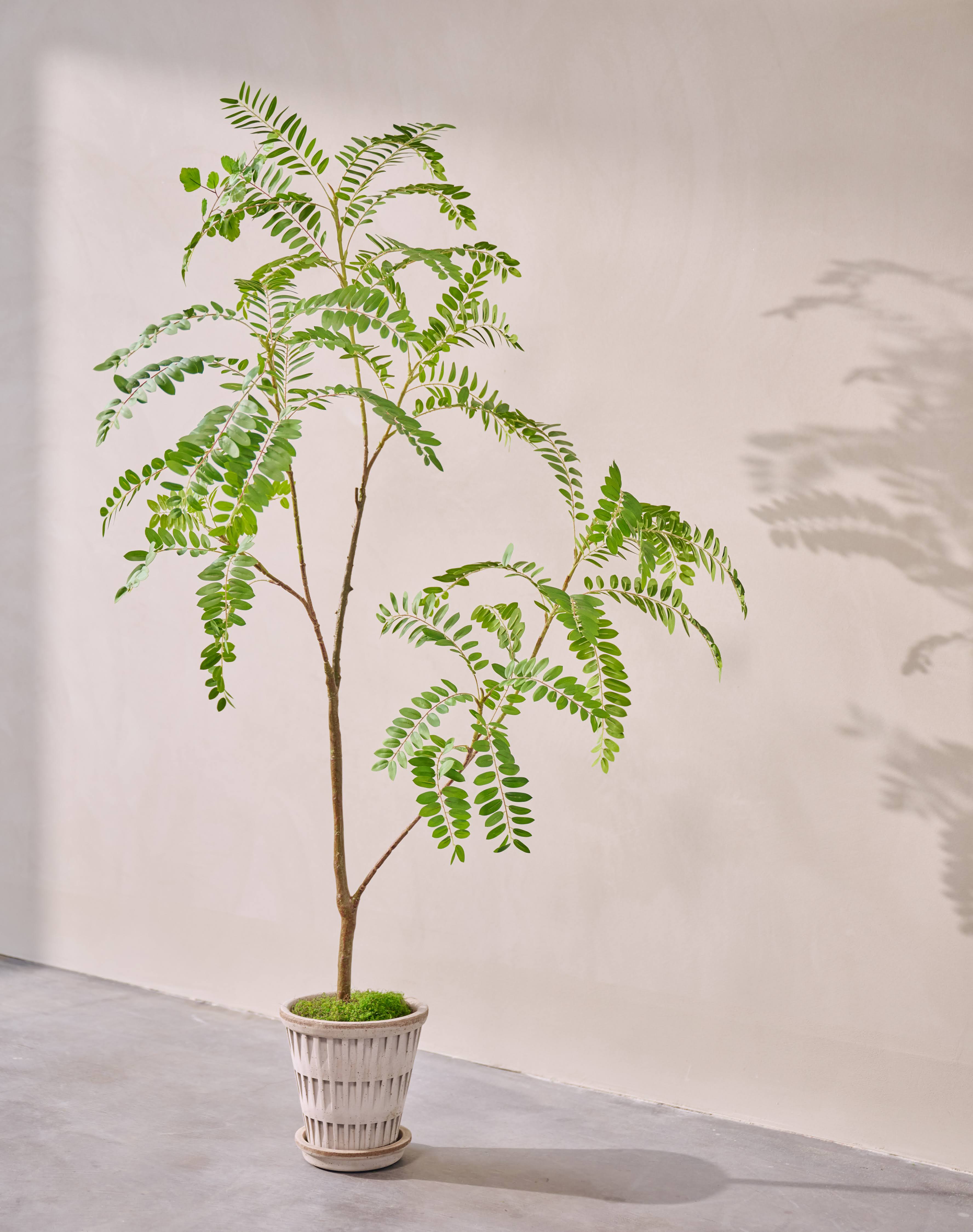 Kunstplant Mimosa | 150 cm