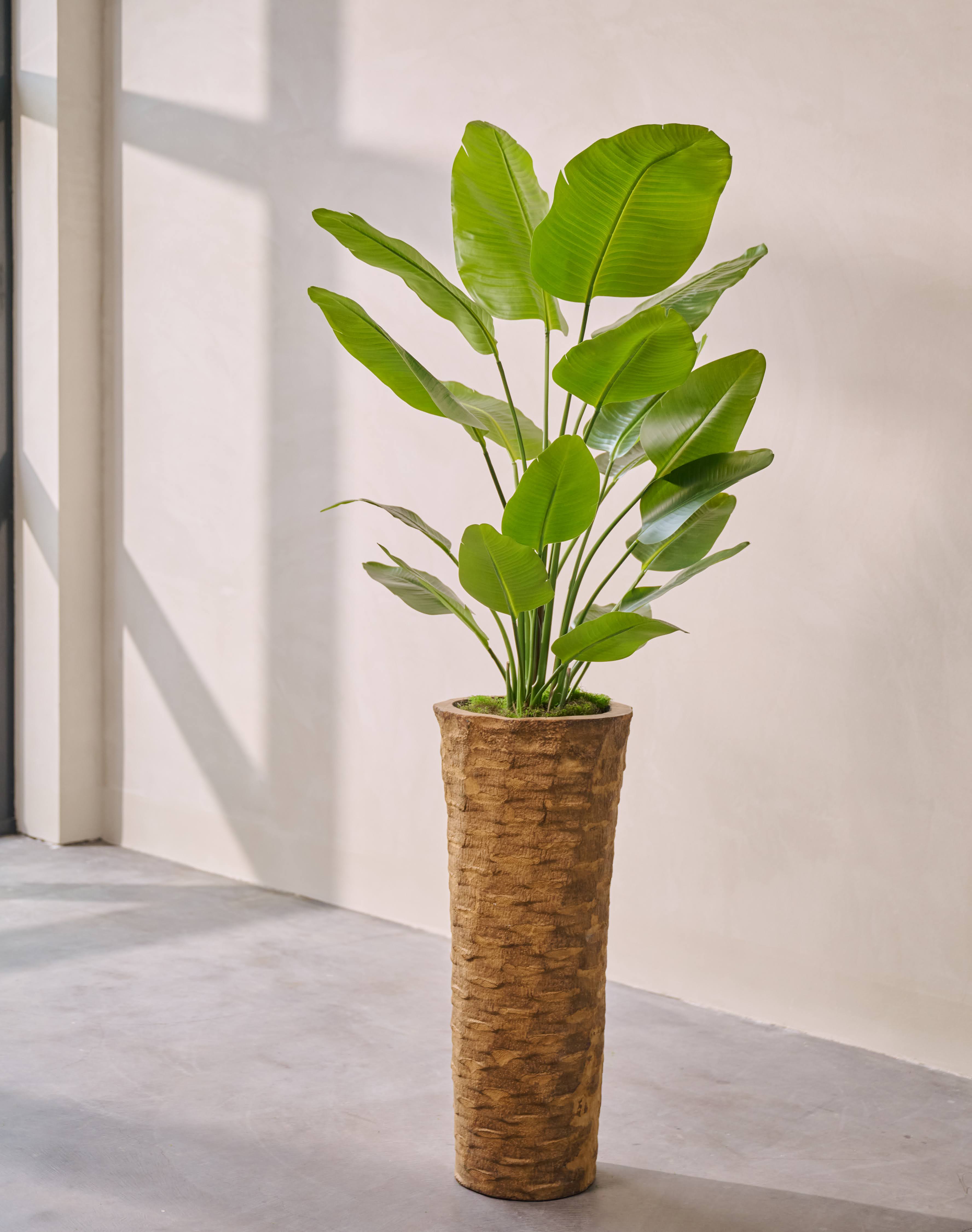 Kunstplant Strelitzia | 150 cm