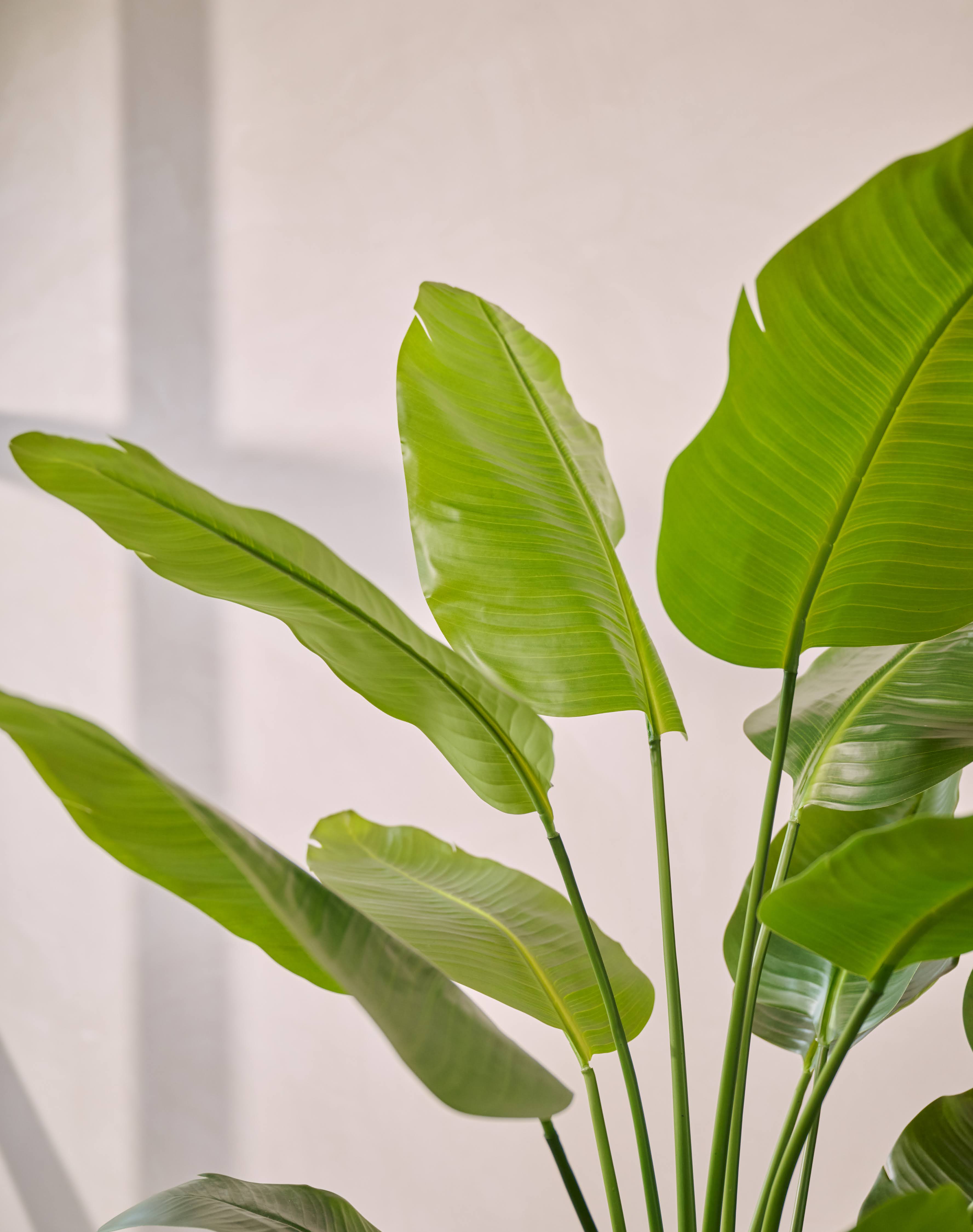 Kunstplant Strelitzia | 150 cm