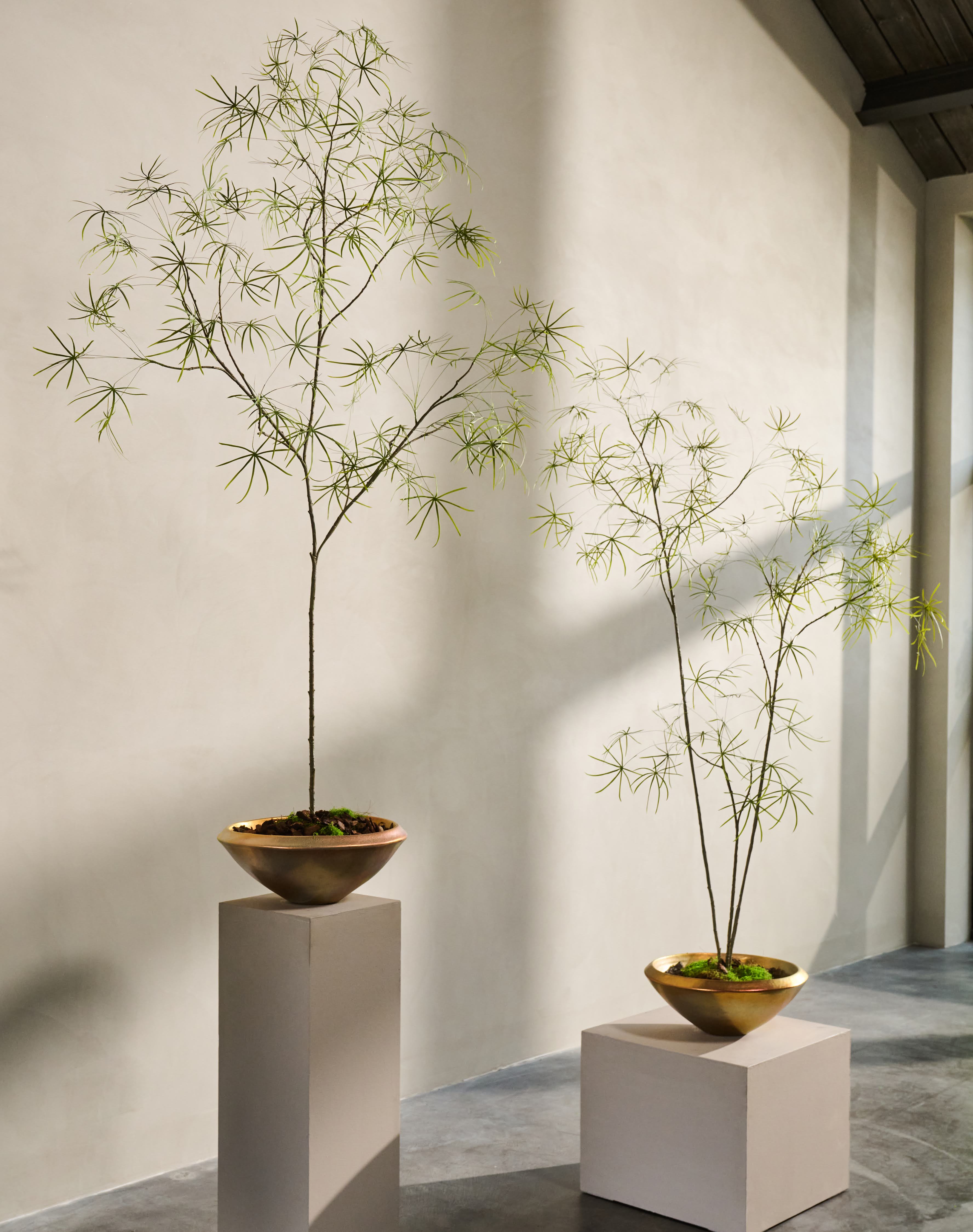 Kunstplant Schefflera | 223 cm