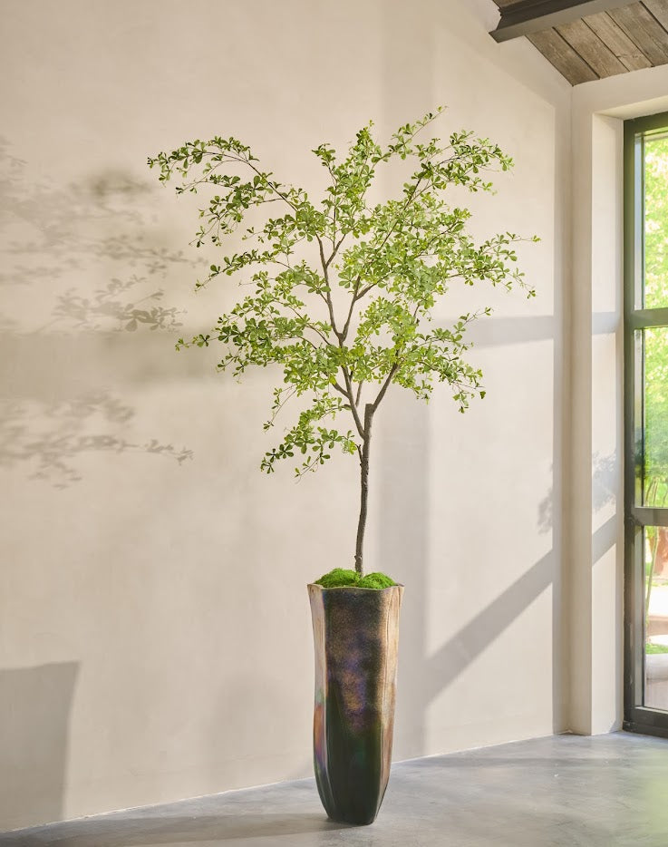 Boom Bucida | 300 cm