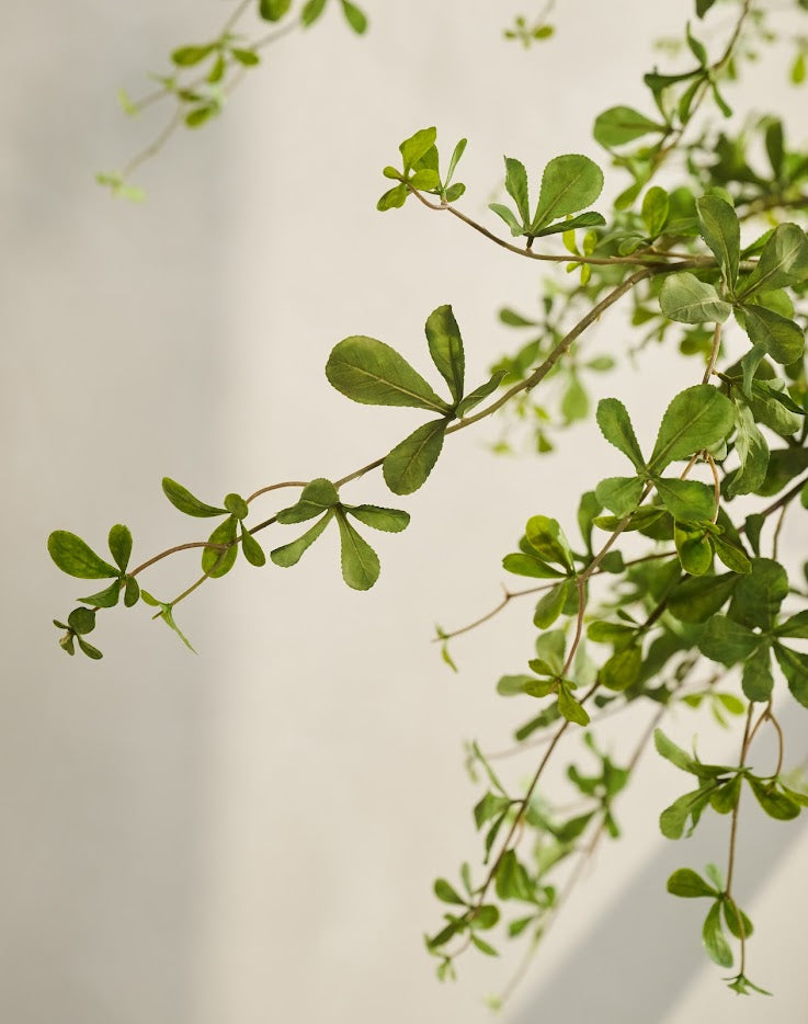 Boom Bucida | 228 cm