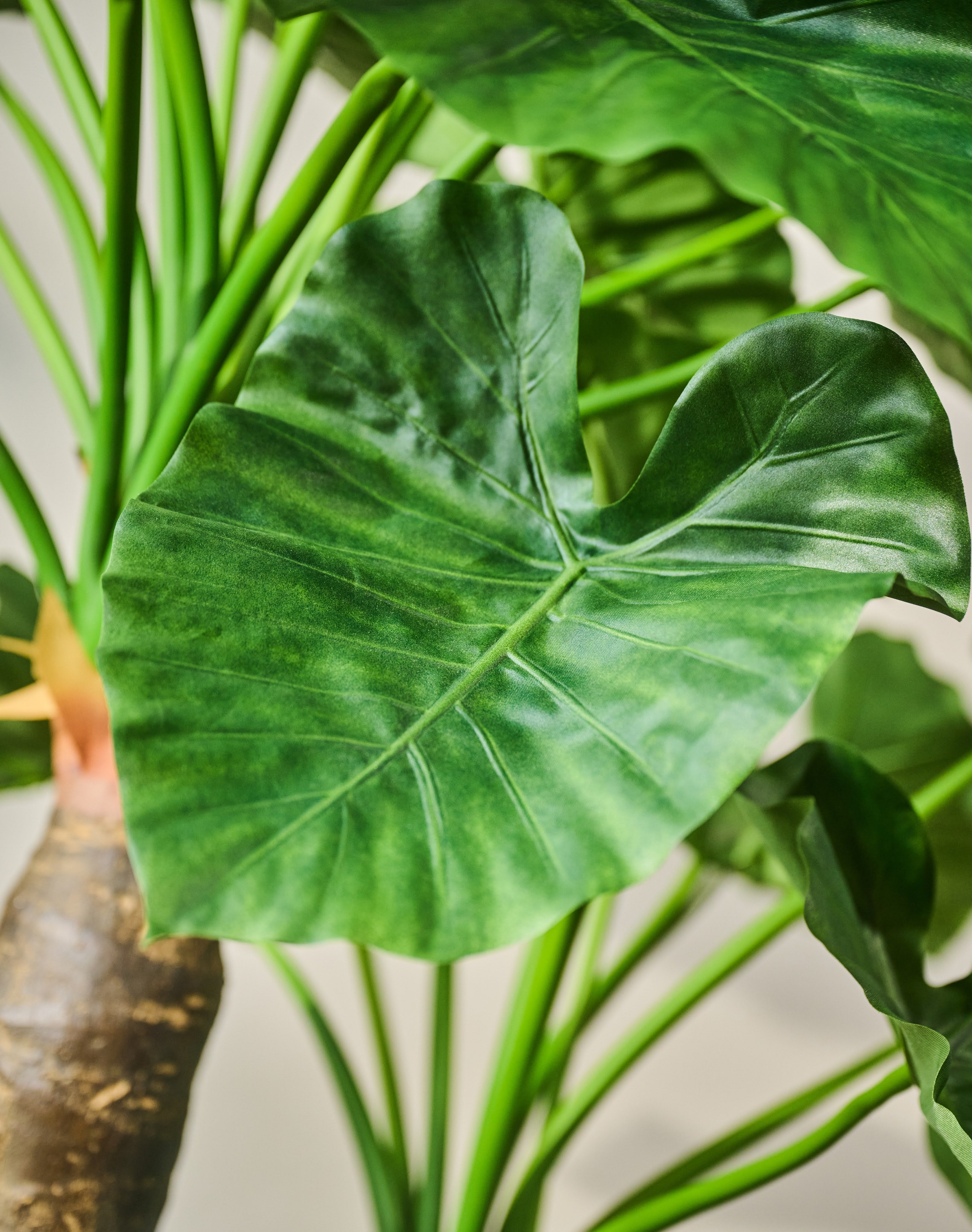 Plant Alocasia Groen | 170 cm