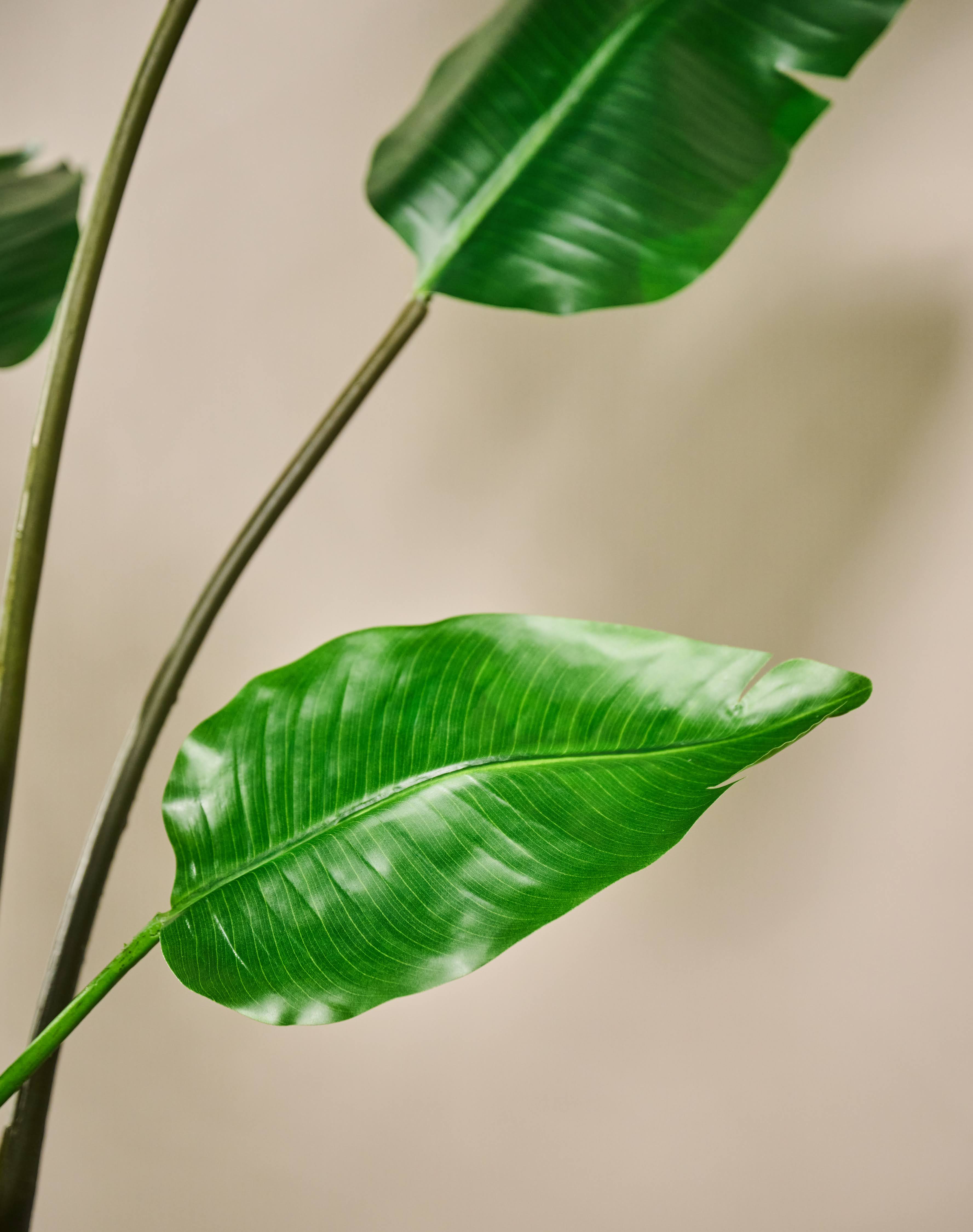 Plant Strelitzia Groen | 183 cm