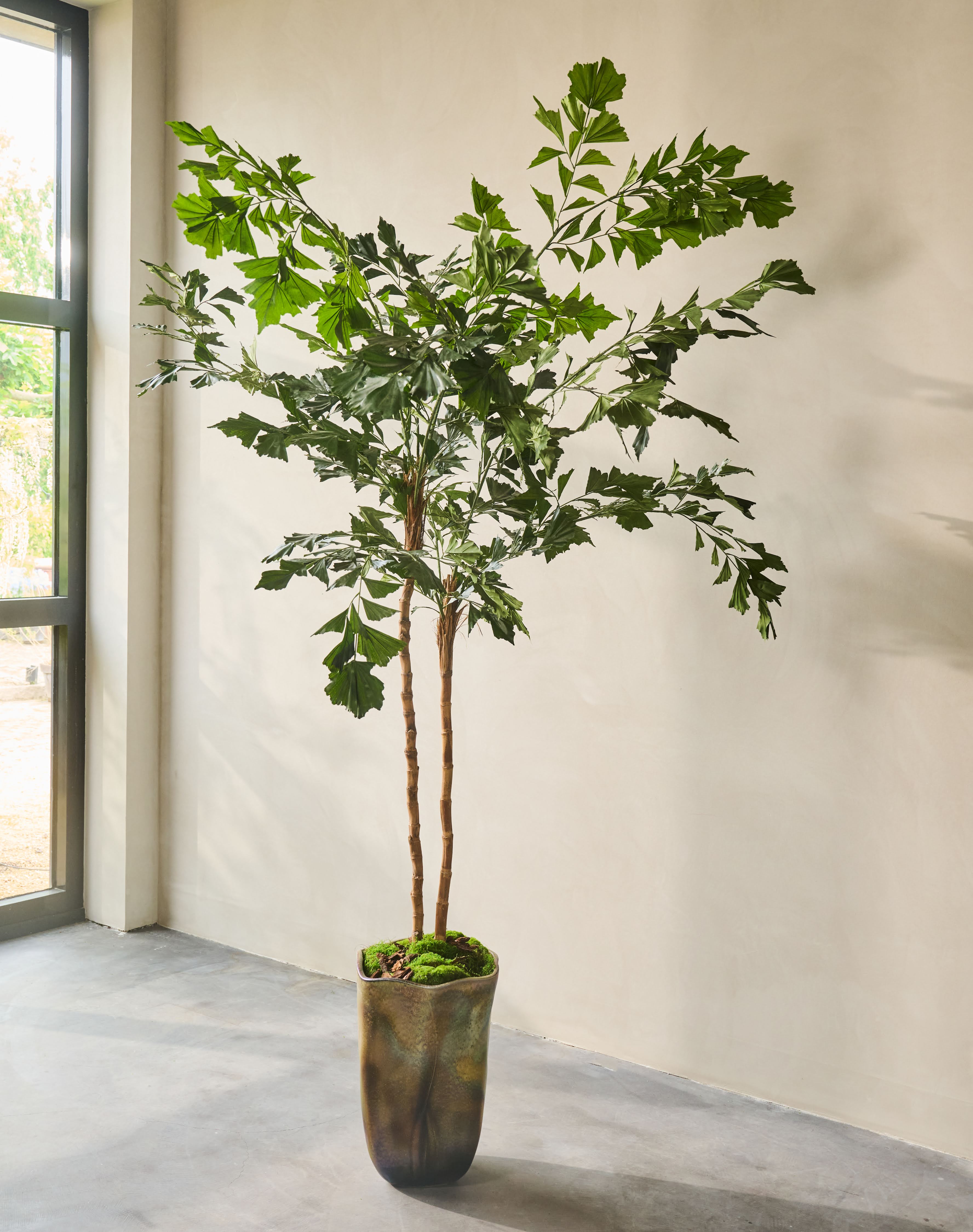 Plant Palm Groen | 240 cm