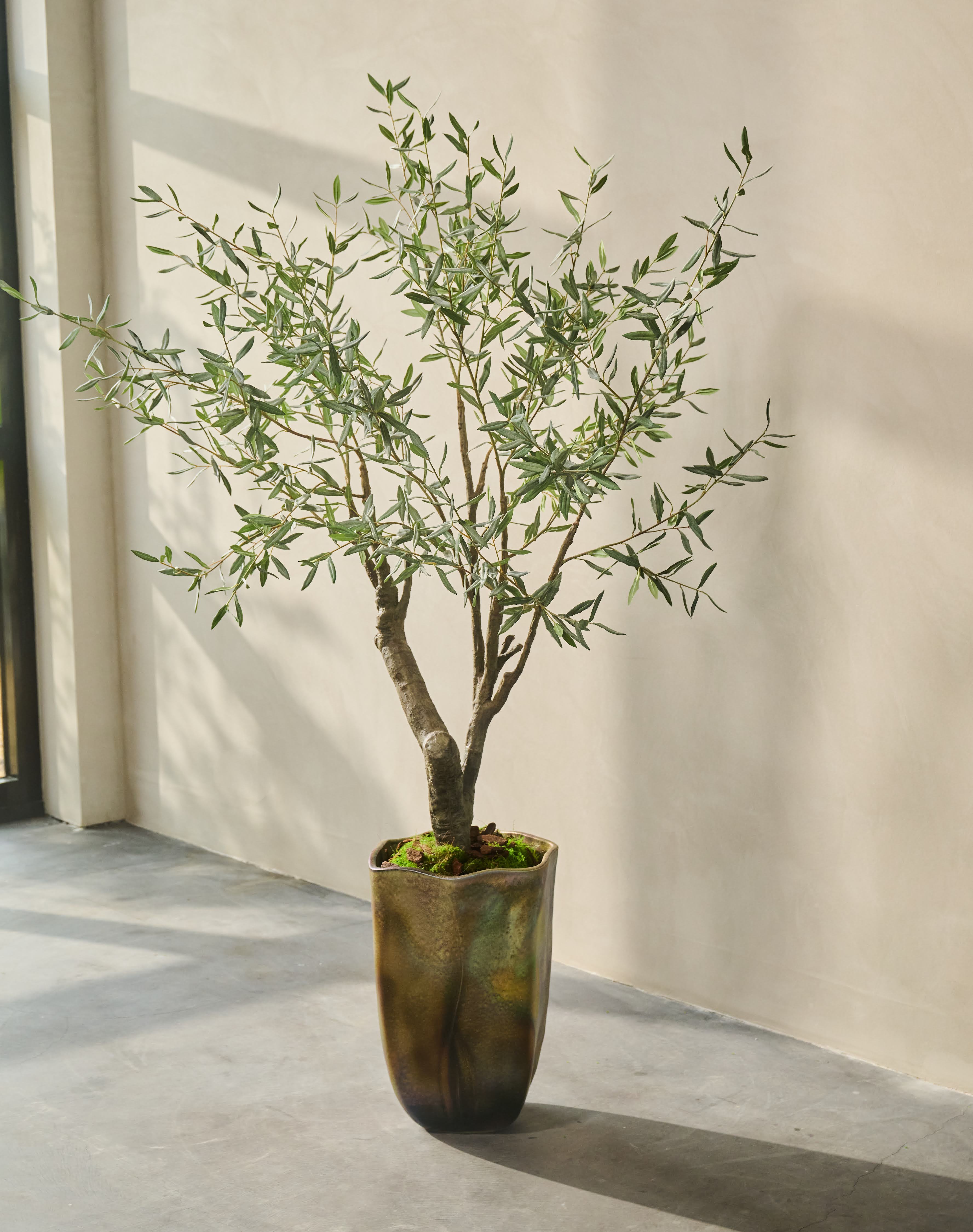 Olijfboom Groen | 198 cm