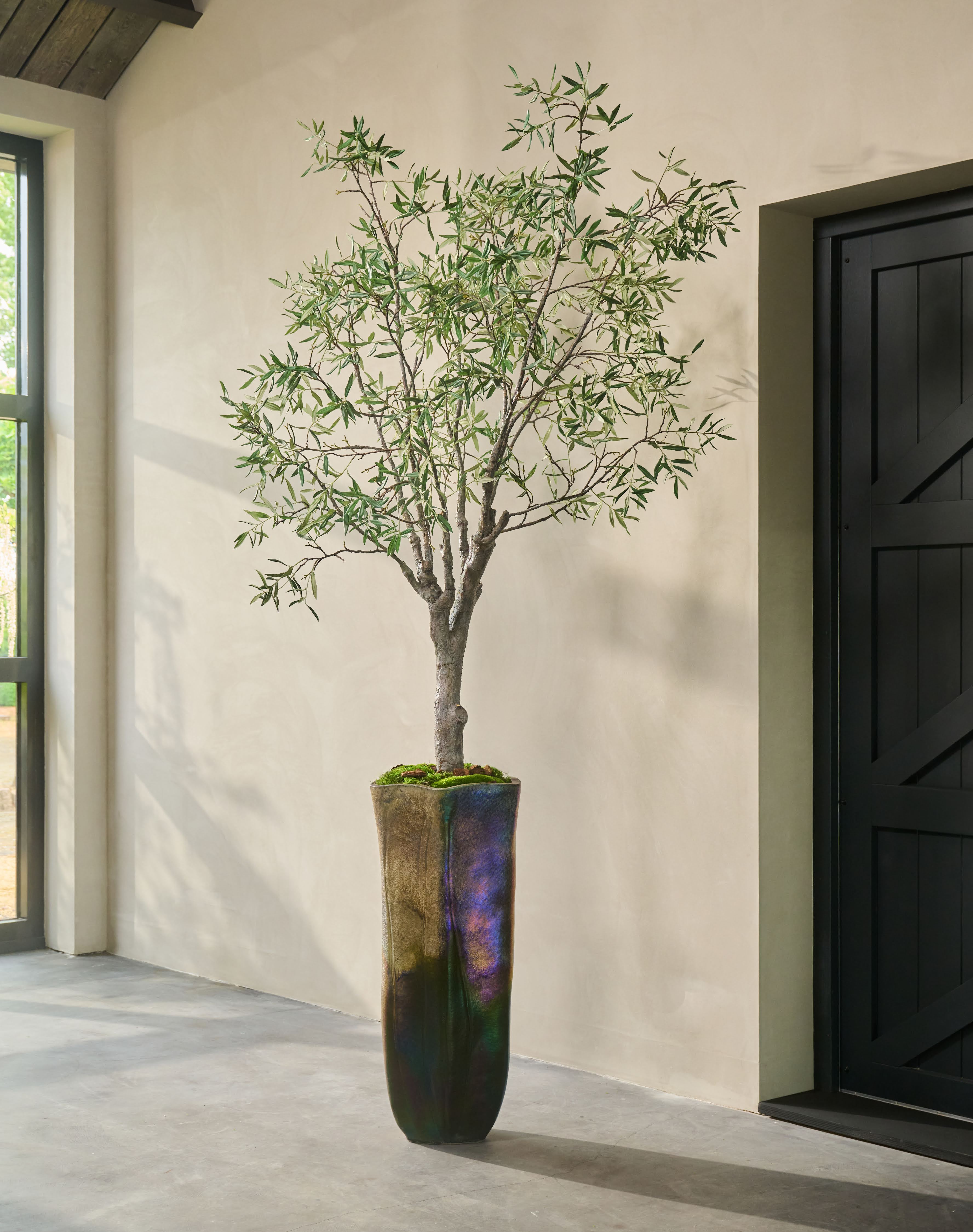 Olijfboom Groen | 244 cm