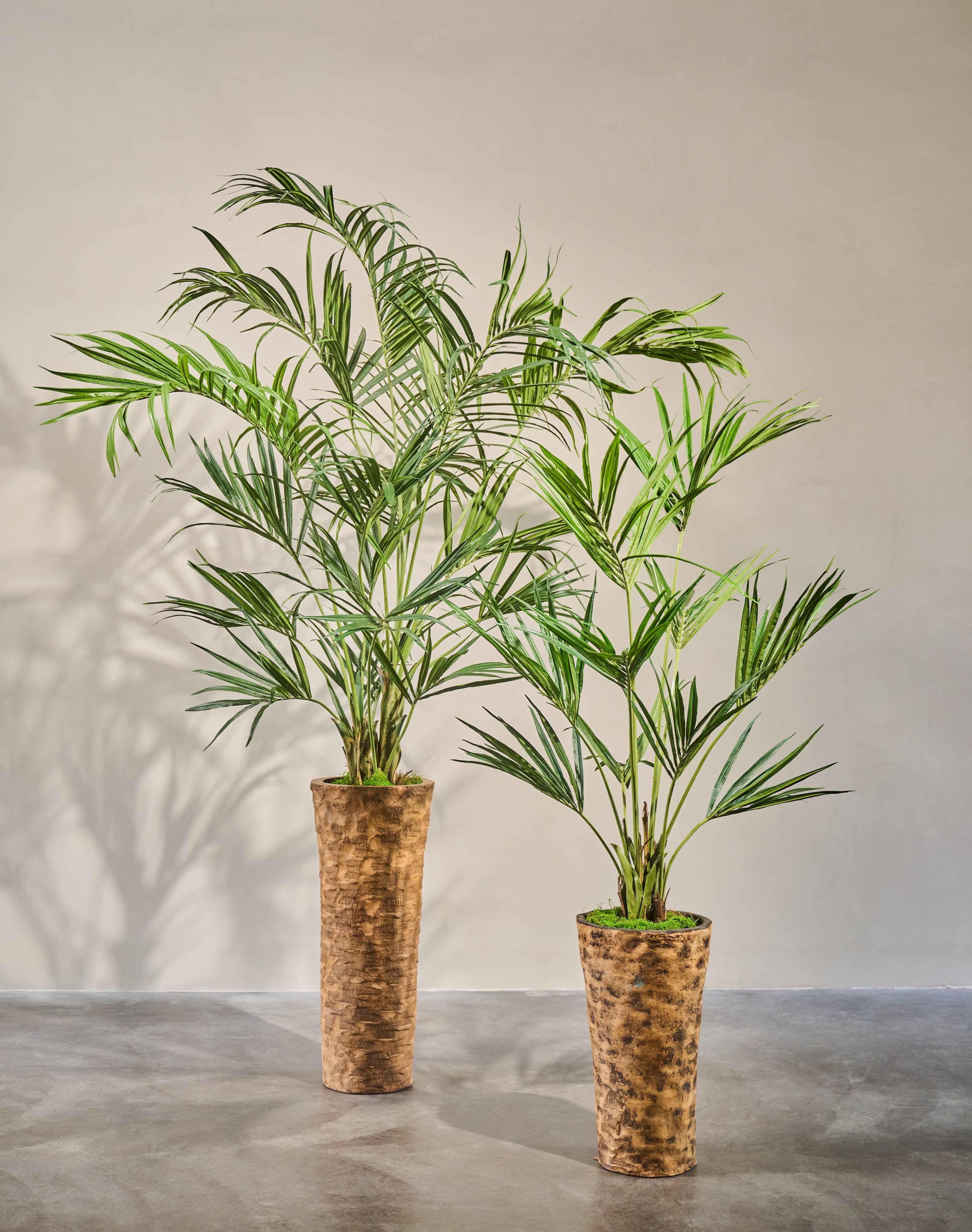 Plant Kentia Palm Groen | 150 cm