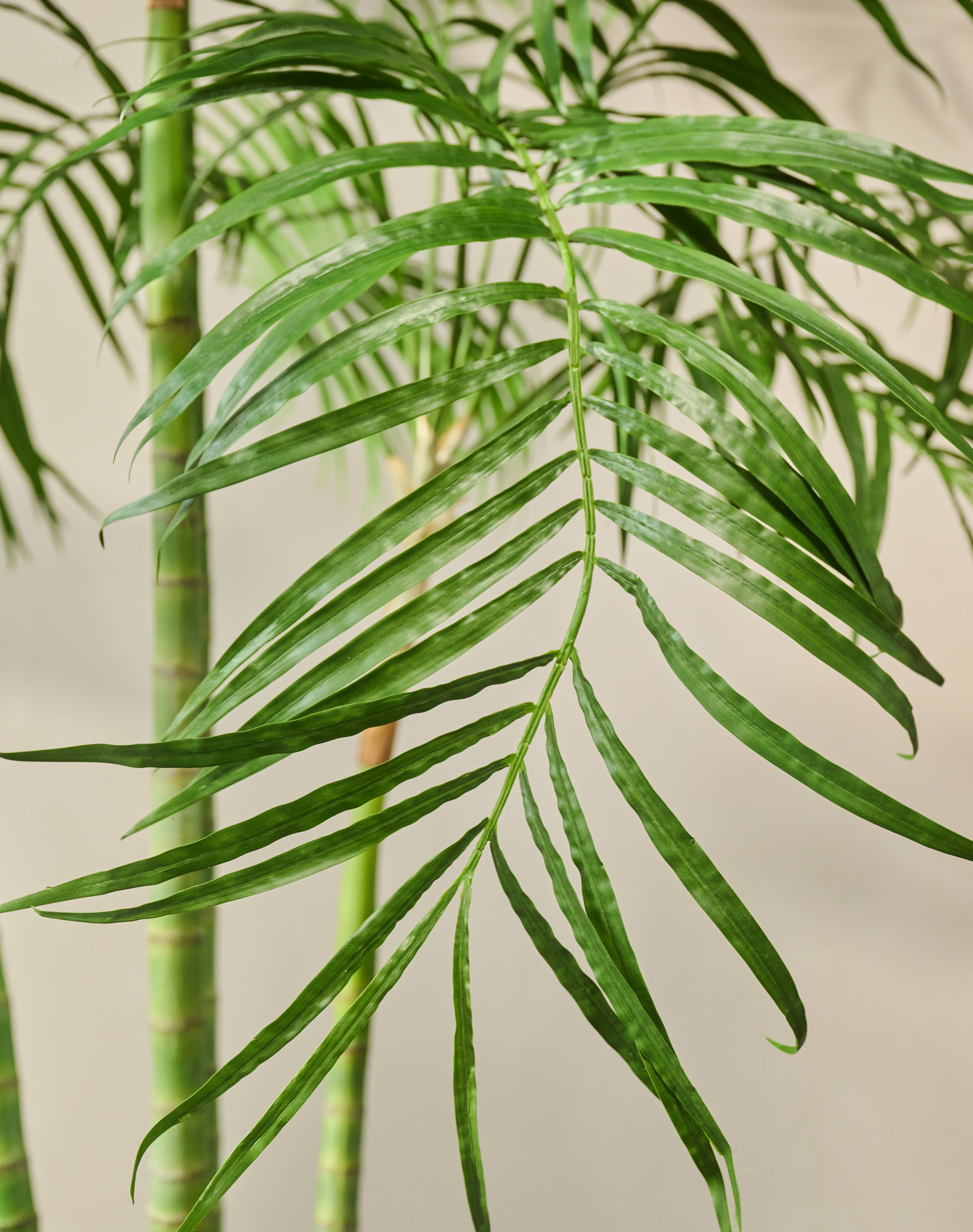 Plant Palm Groen | 274 cm