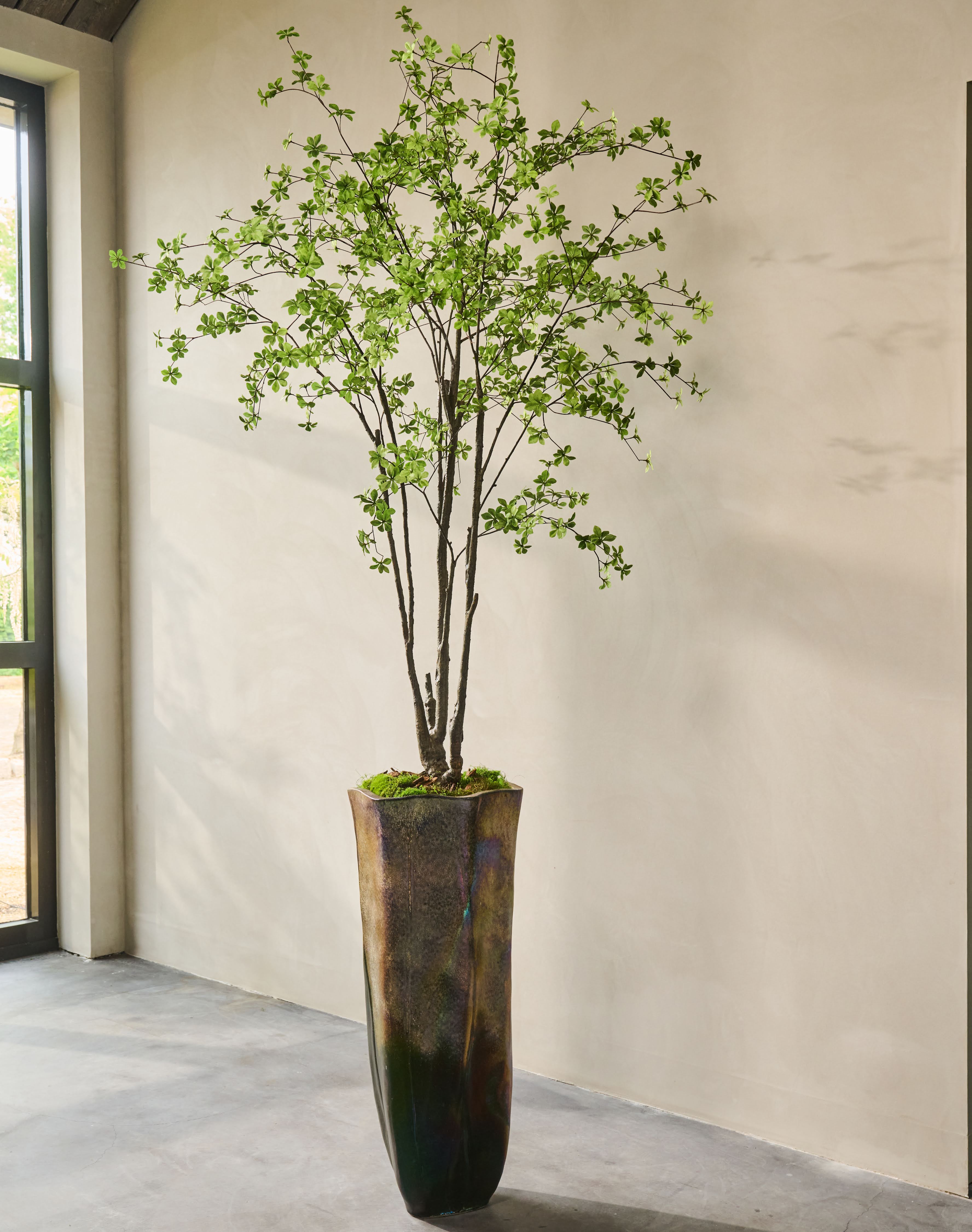 Boom Bucida LT | 244 cm