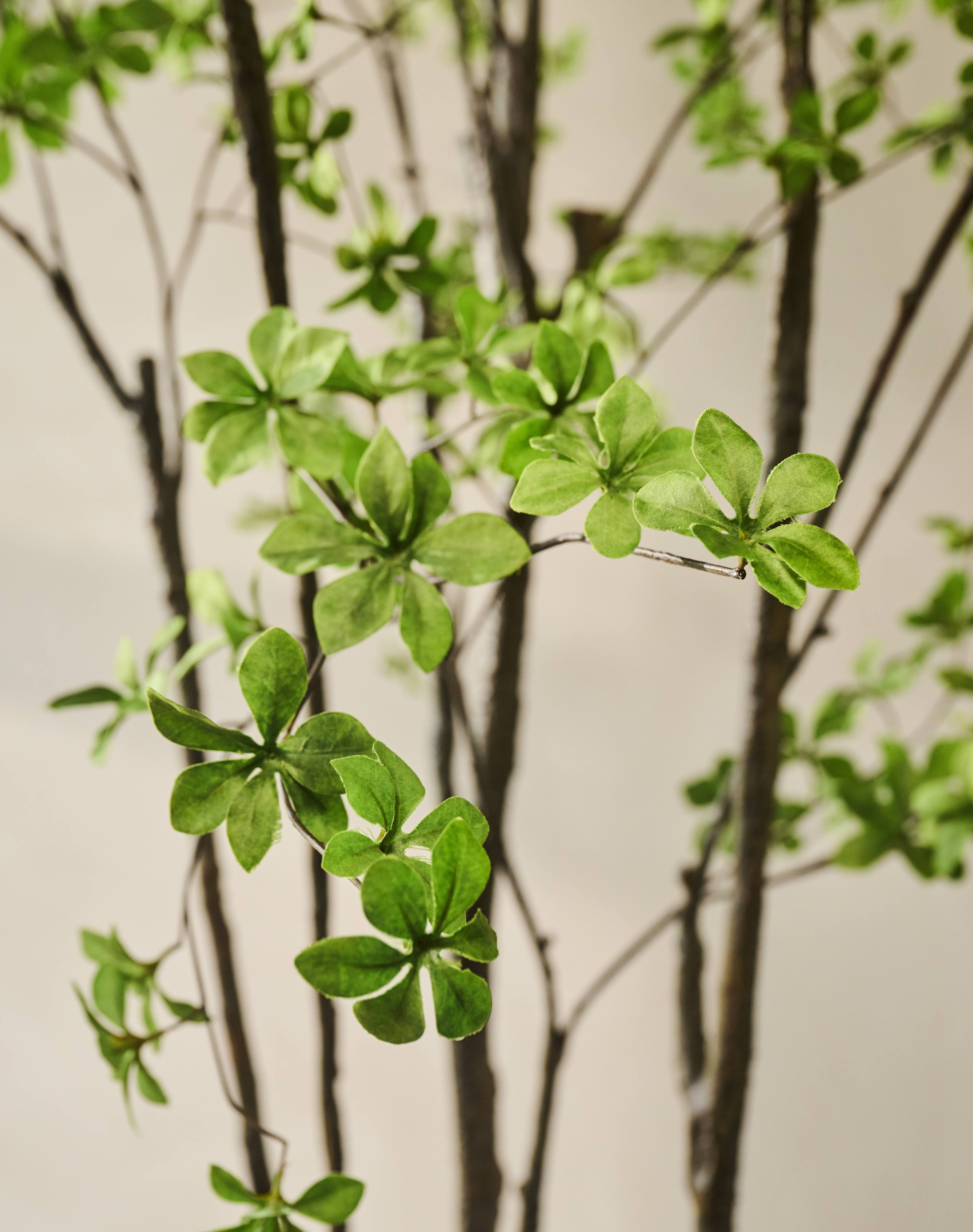 Boom Bucida LT | 244 cm