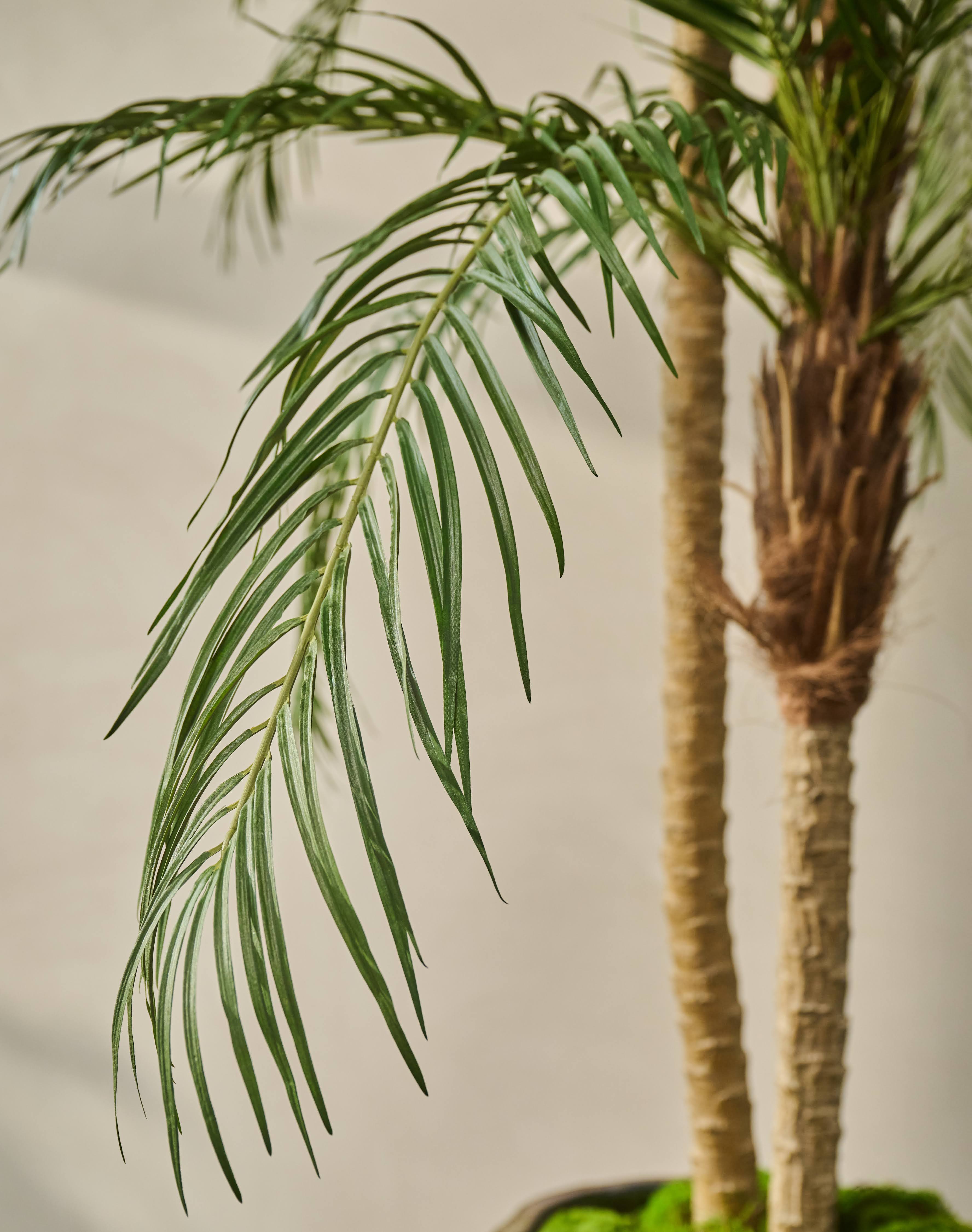 Palm Phoenix Groen | 183 cm