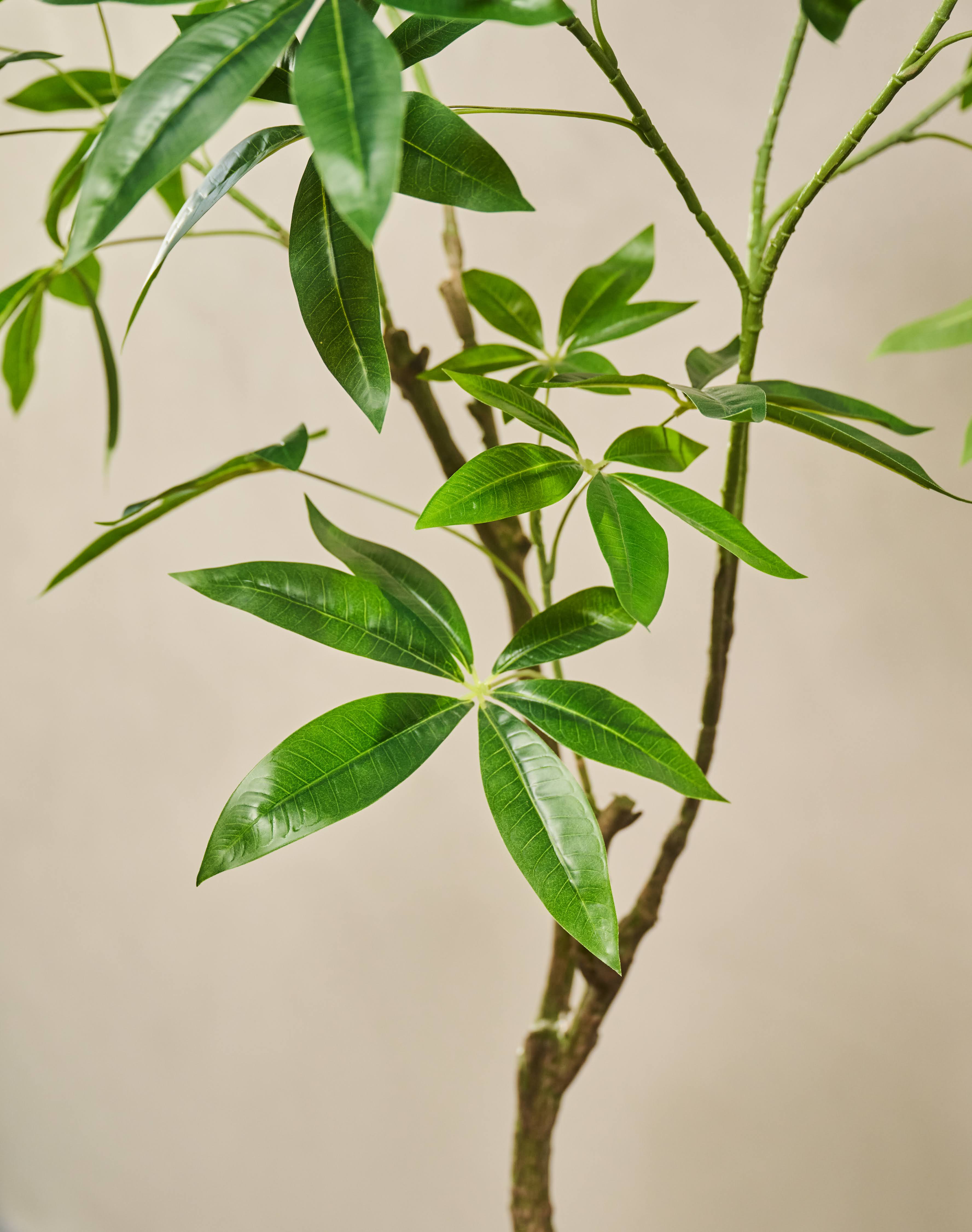 Plant Groen | 150 cm