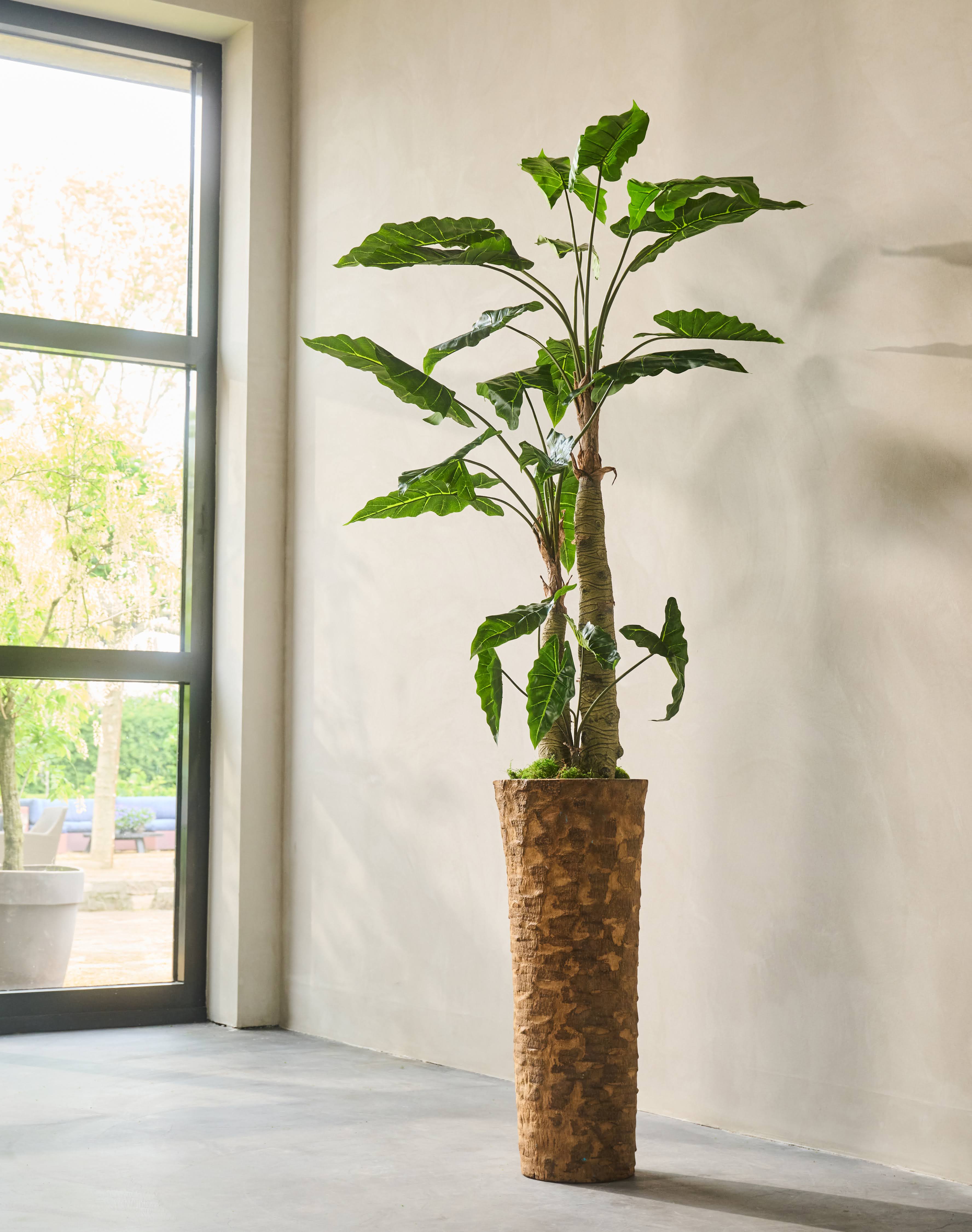 Alocasia groen | 182 cm