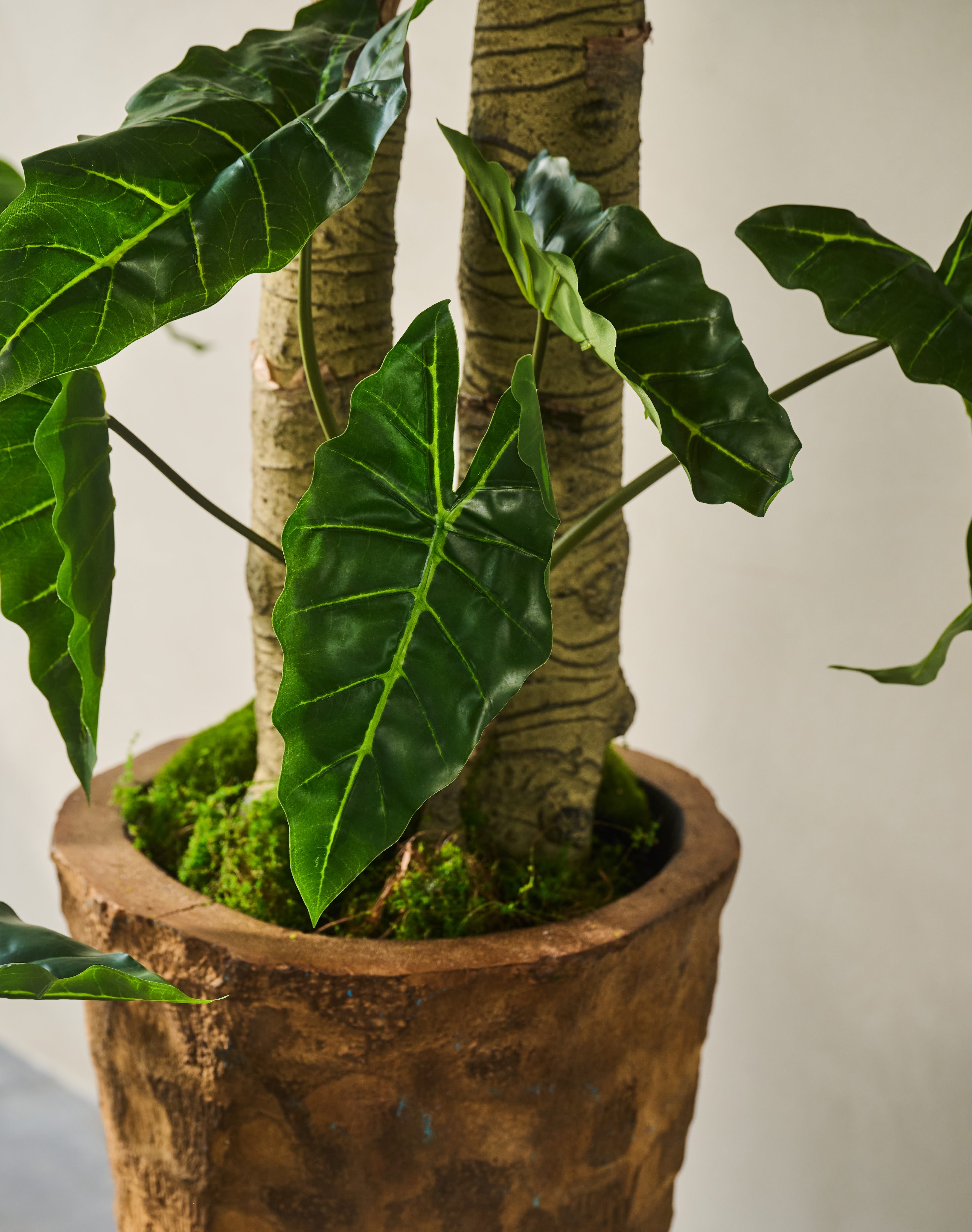 Alocasia groen | 182 cm