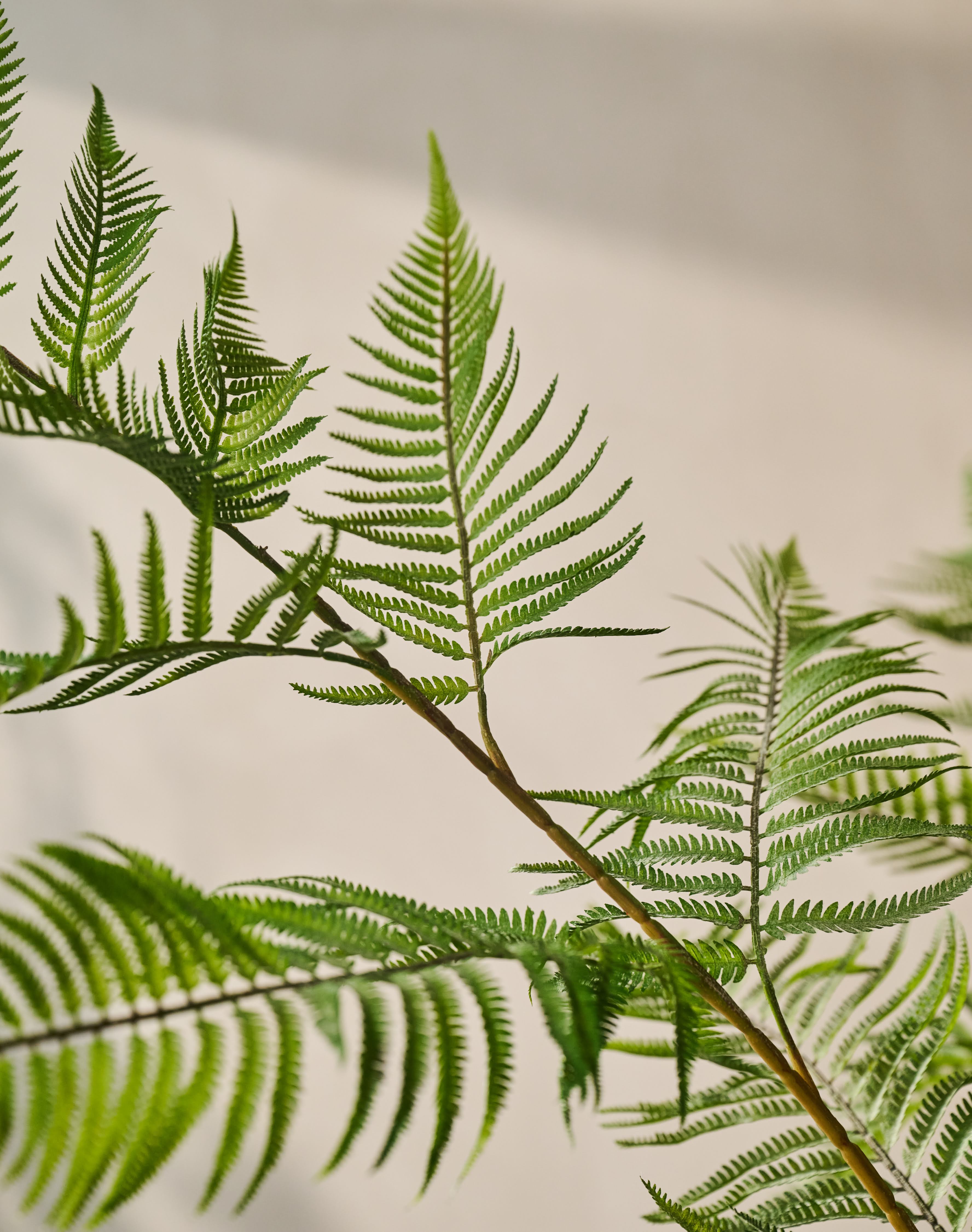 Plant Varen Groen | 157 cm