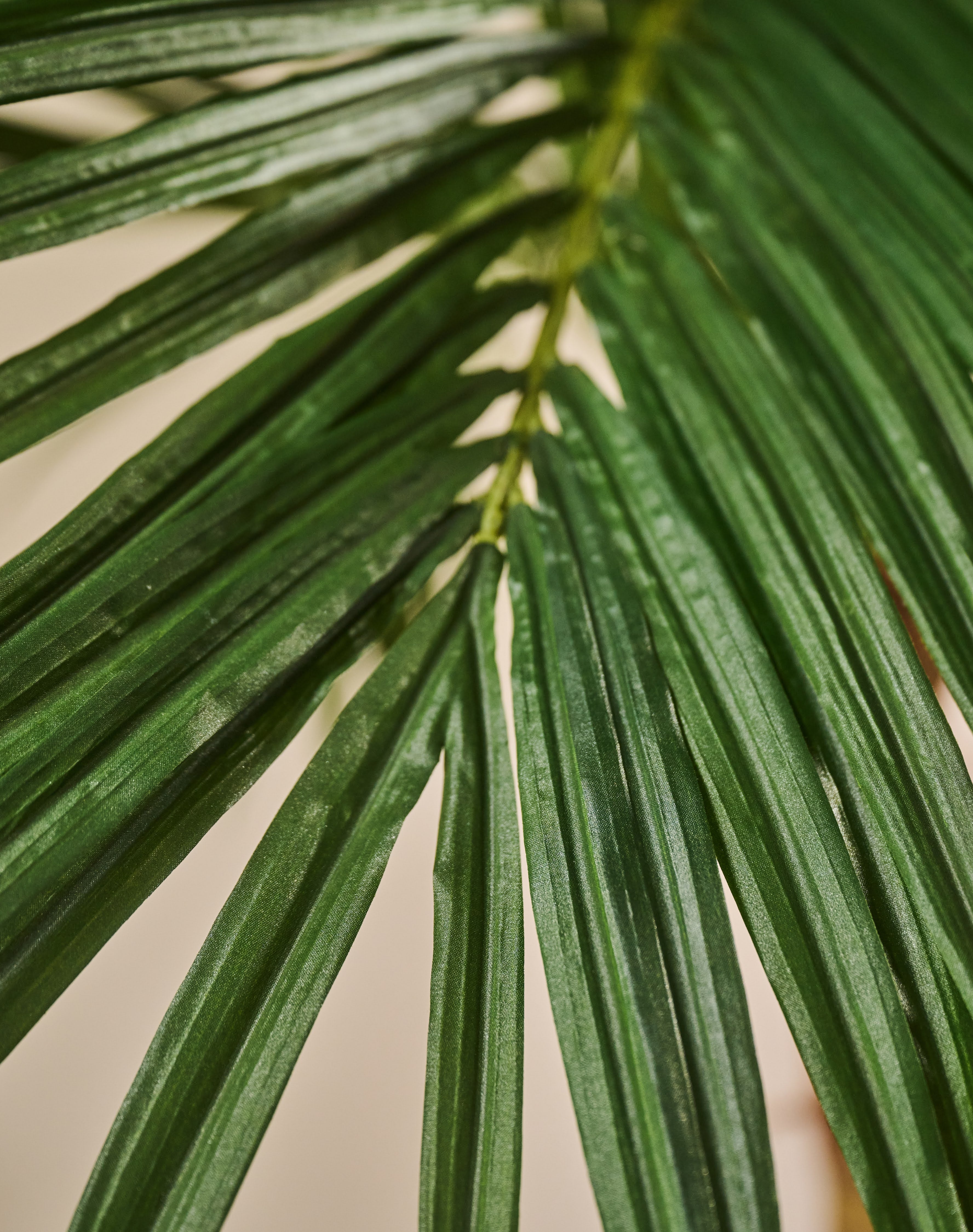 Plant Palm | 213 cm