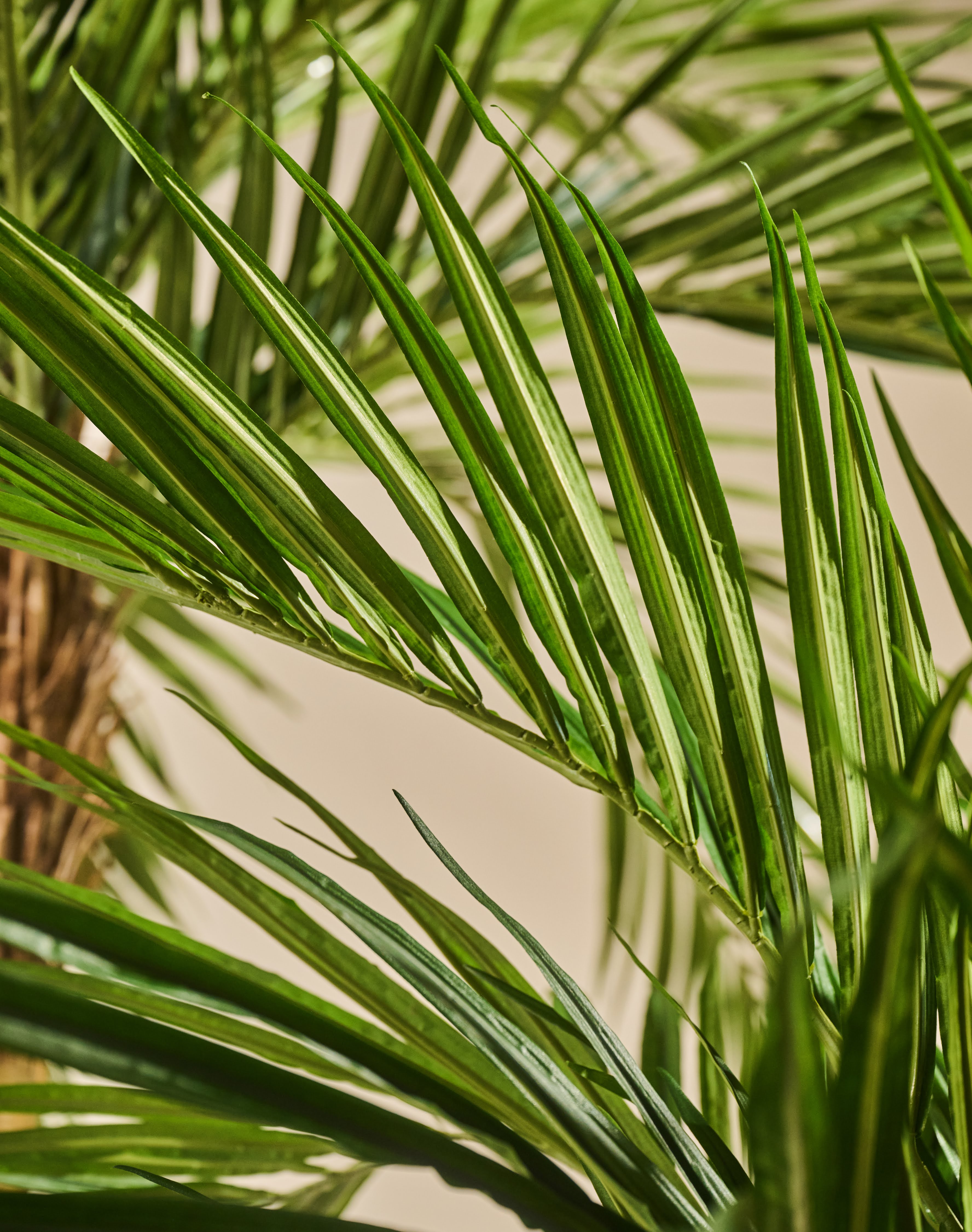 Plant Palm | 213 cm