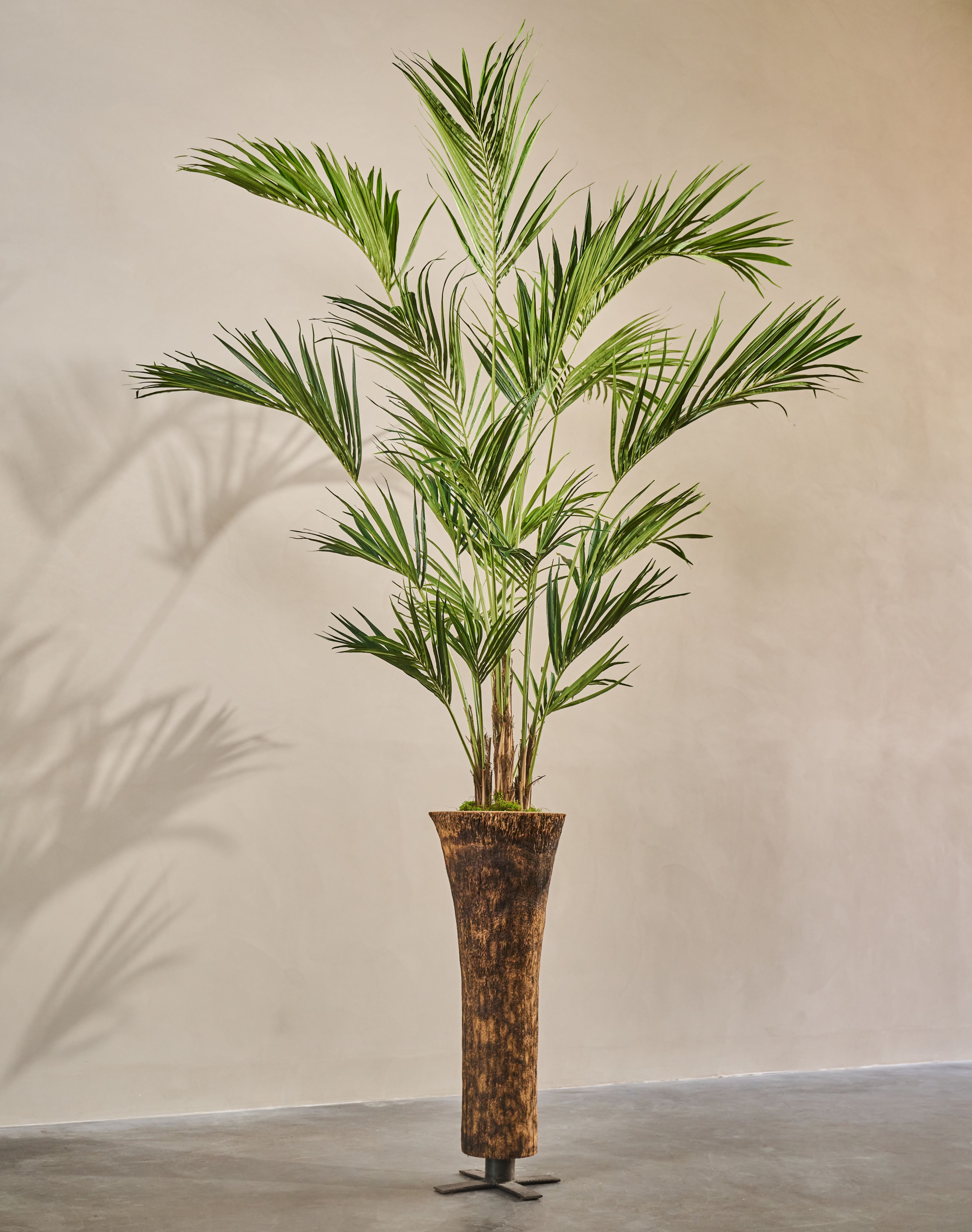 Plant Palm | 250 cm