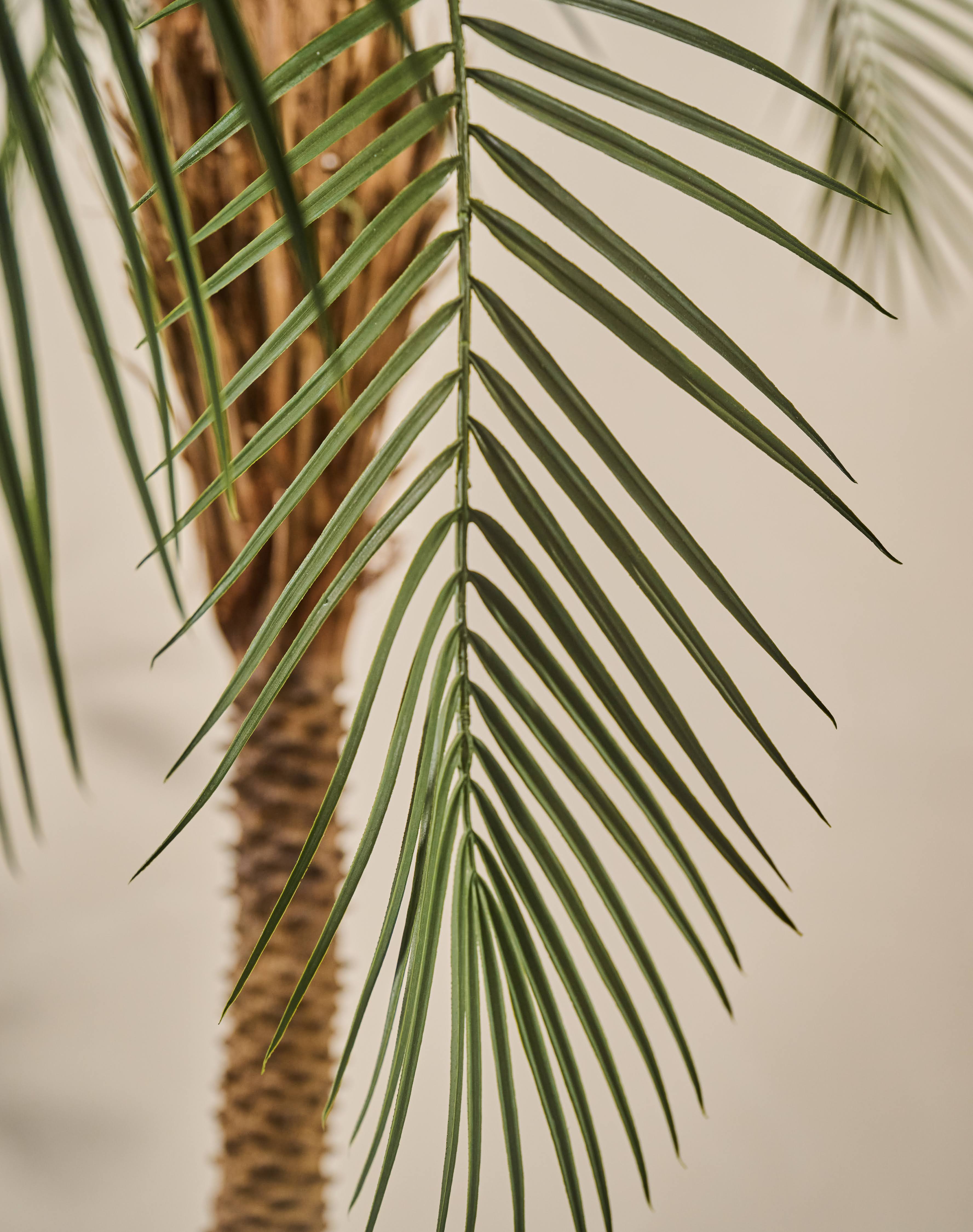 Plant Palm Groen | 213 cm