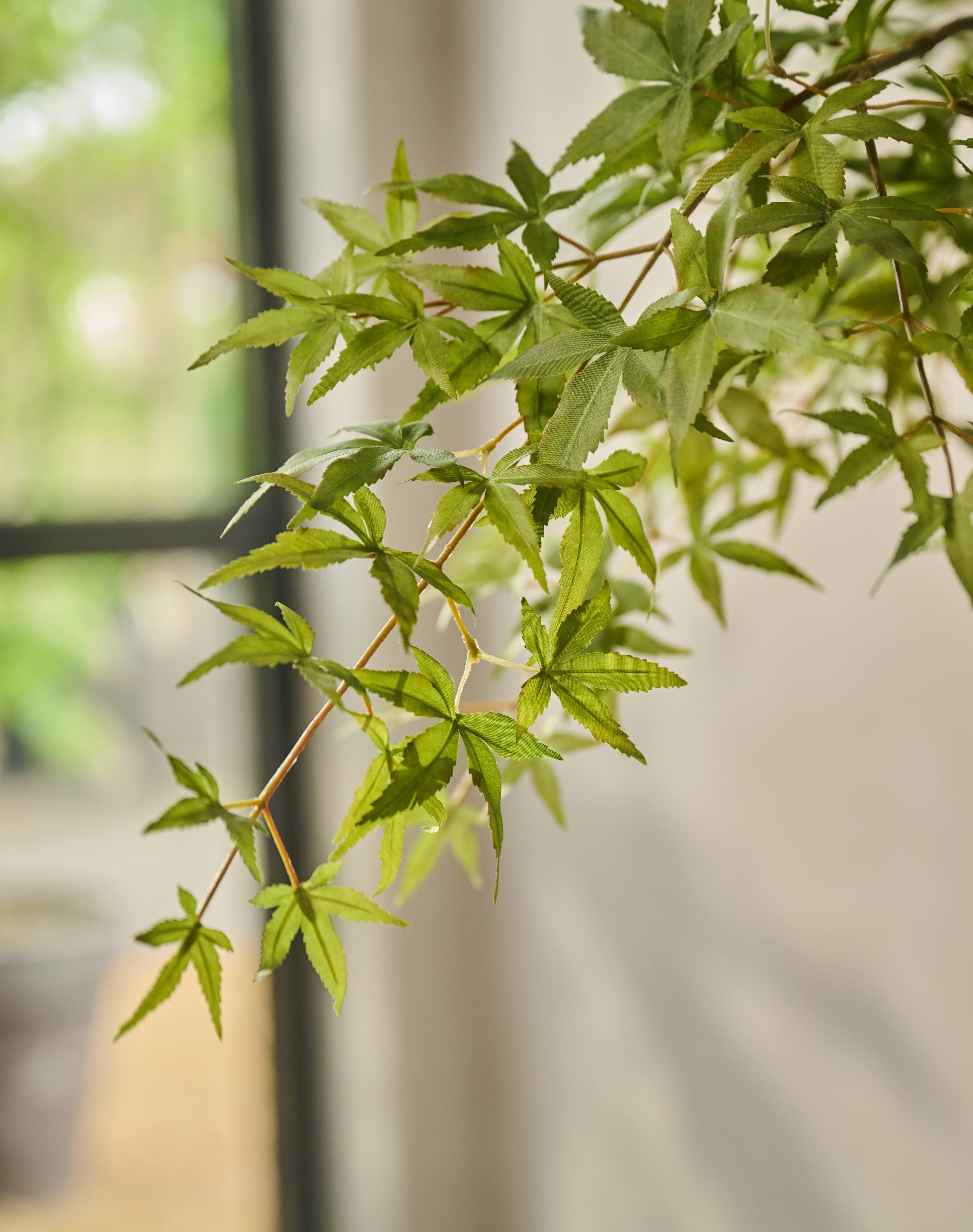 Boom Esdoorn Groen | 249 cm