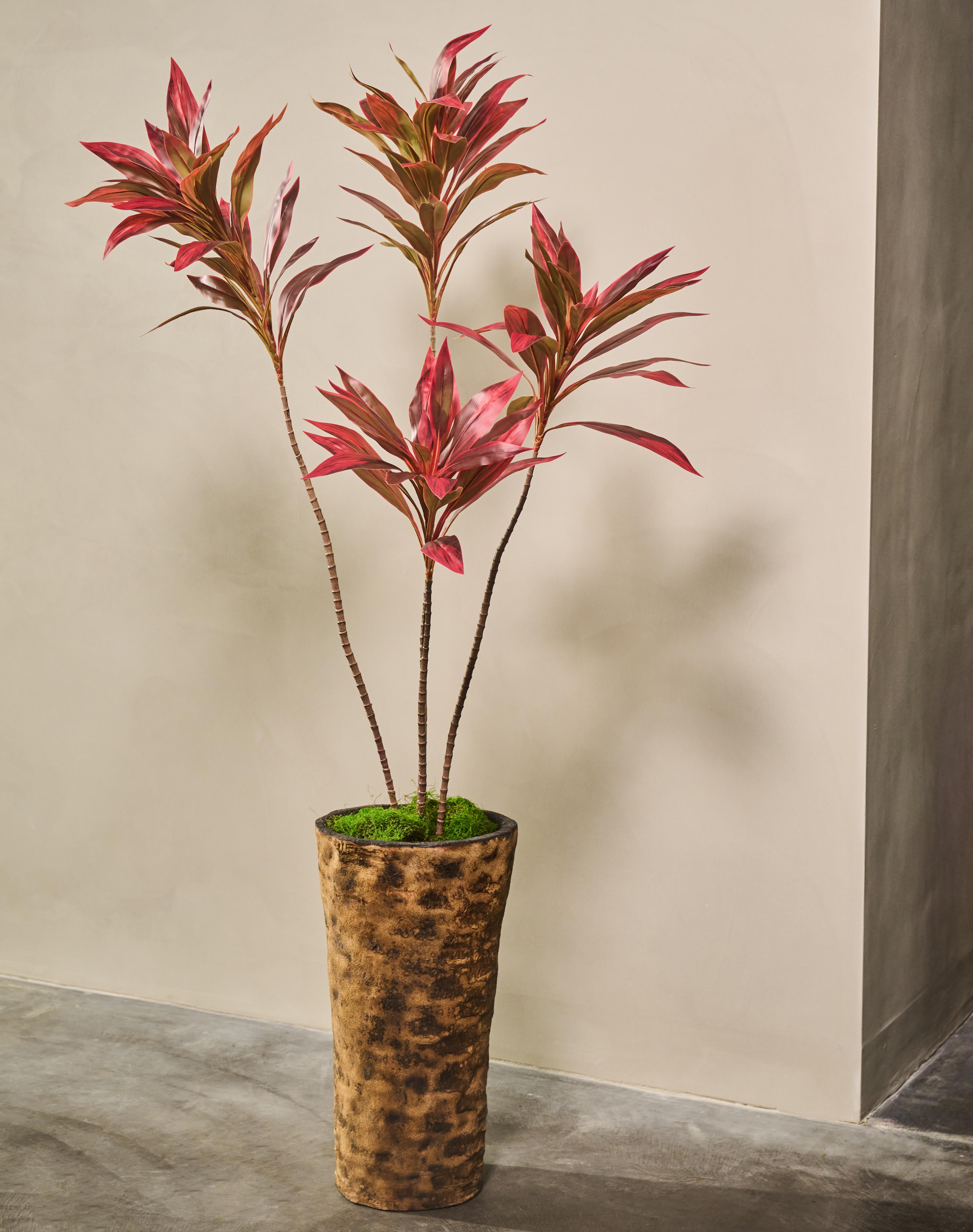 Plant Cordyline Bruin | 150 cm