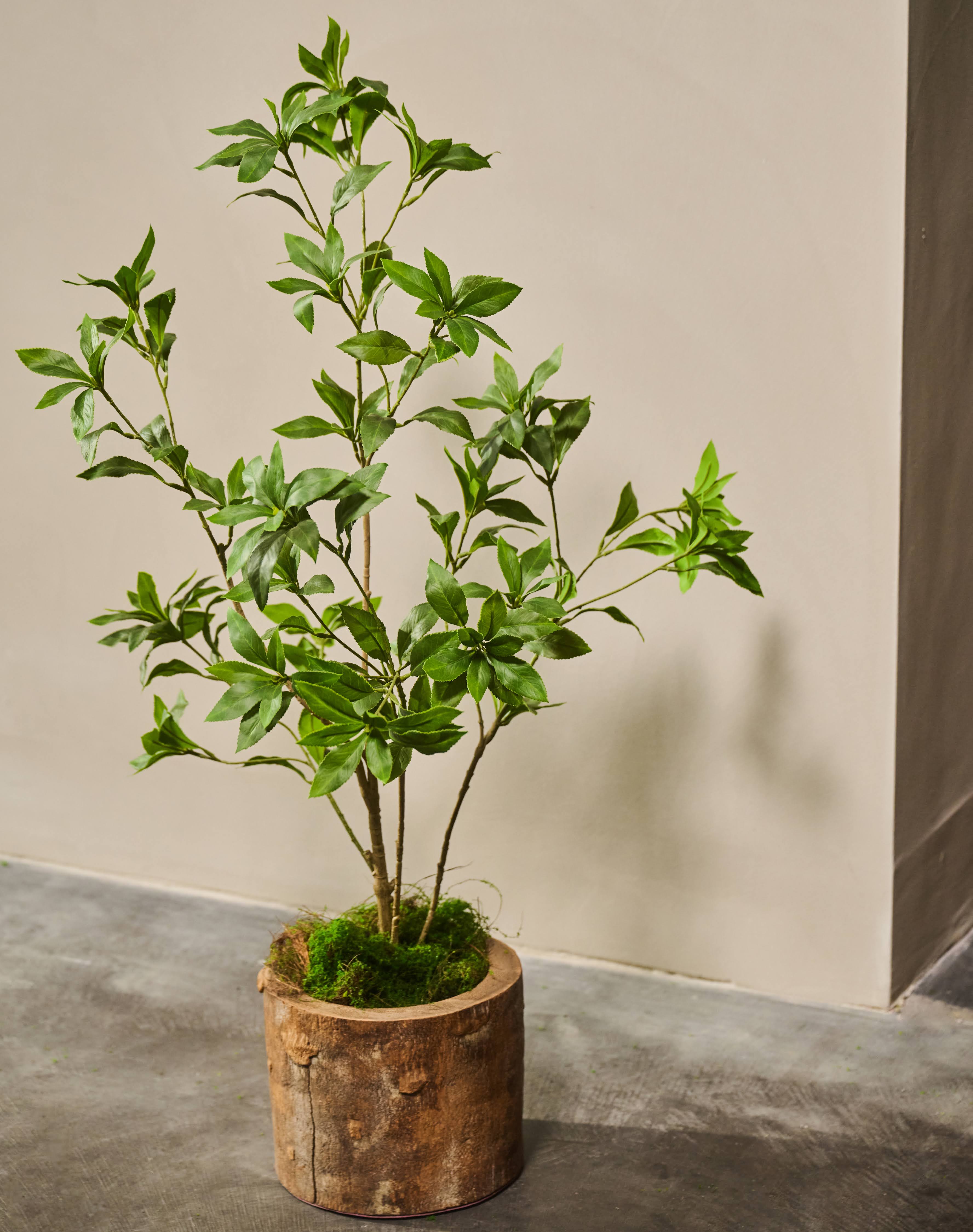 Plant Groen | 70 cm