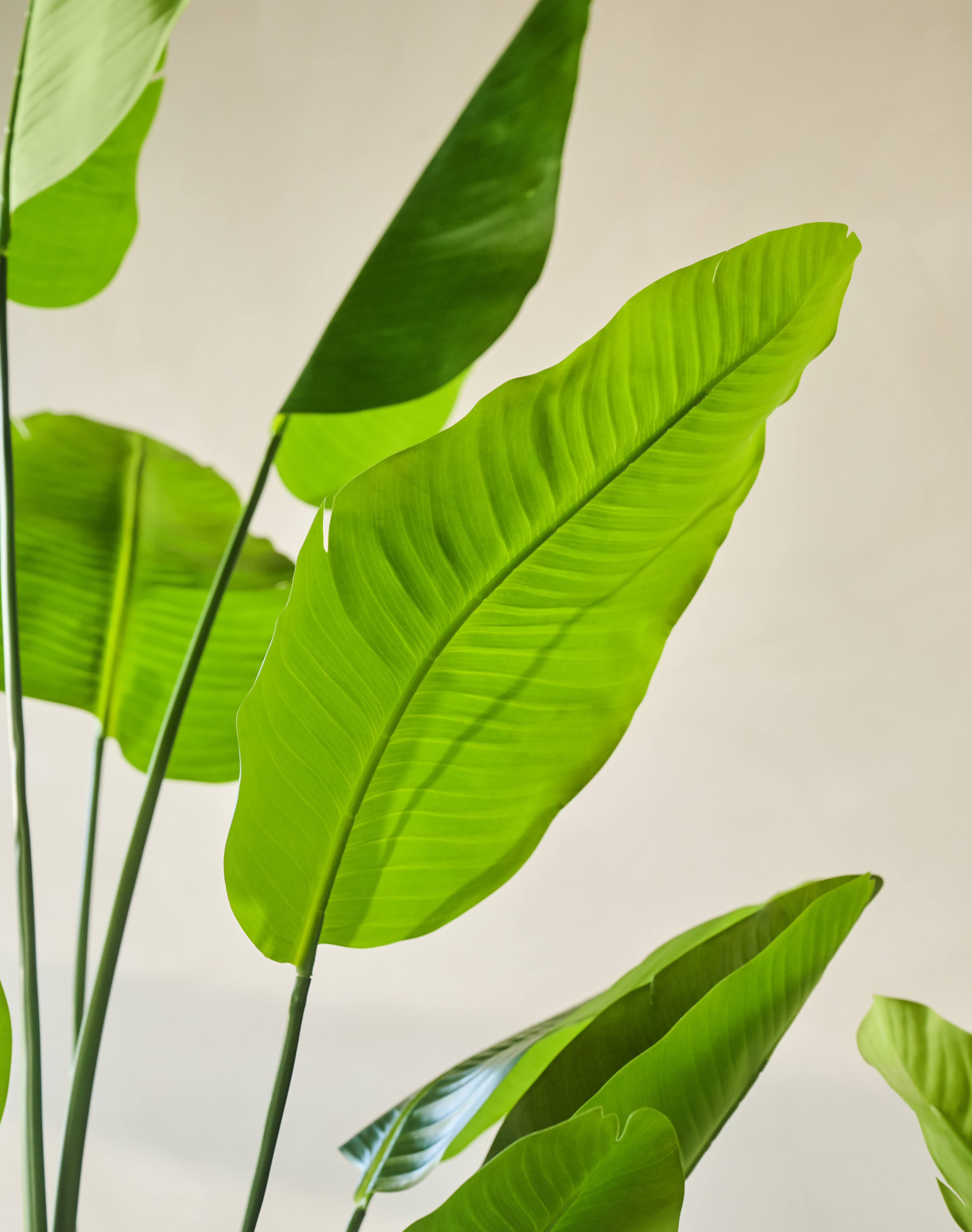 Plant Strelitzia Groen | 120 cm