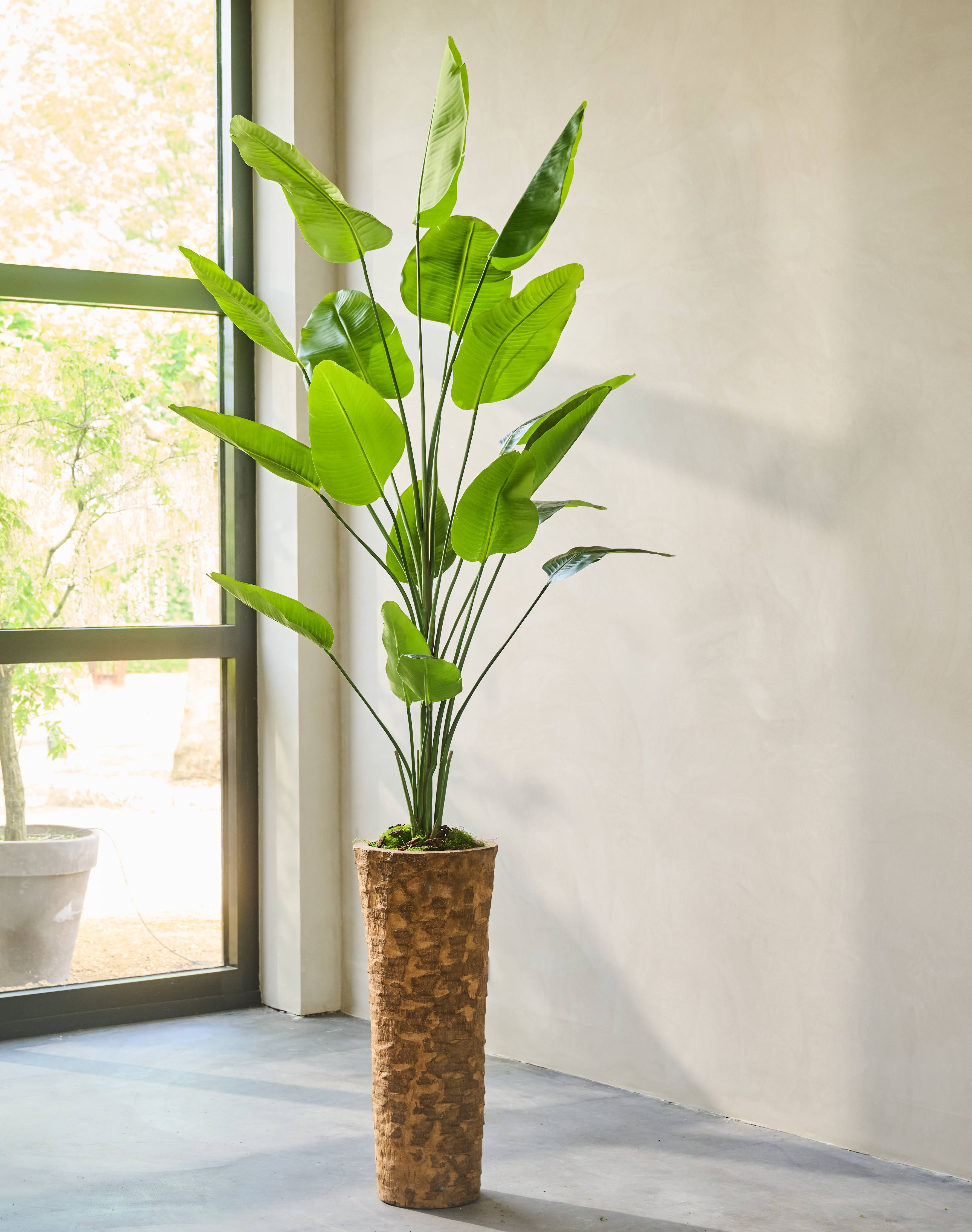 Plant Strelitzia Groen | 240 cm
