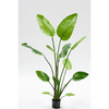 Plant Strelitzia Groen | 150 cm