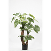 Plant Alocasia Groen | 170 cm