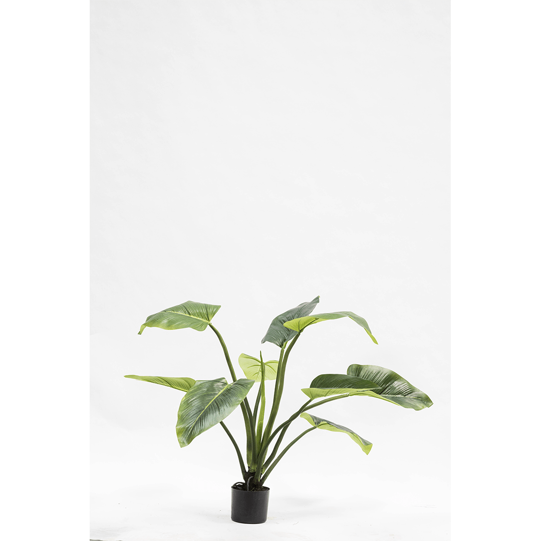Plant Alocasia Groen | 91 cm