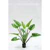 Plant Alocasia Groen | 122 cm