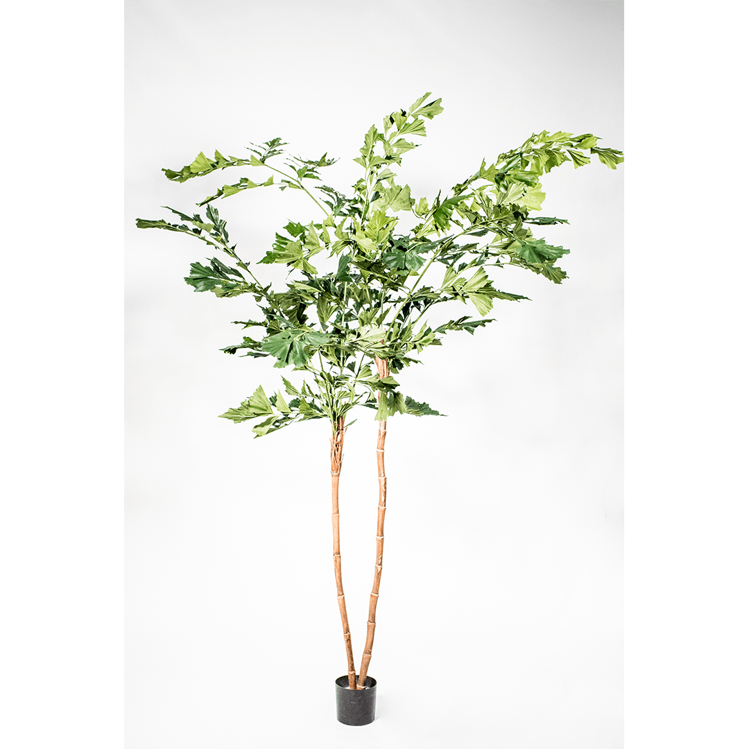 Plant palm Groen | 240 cm