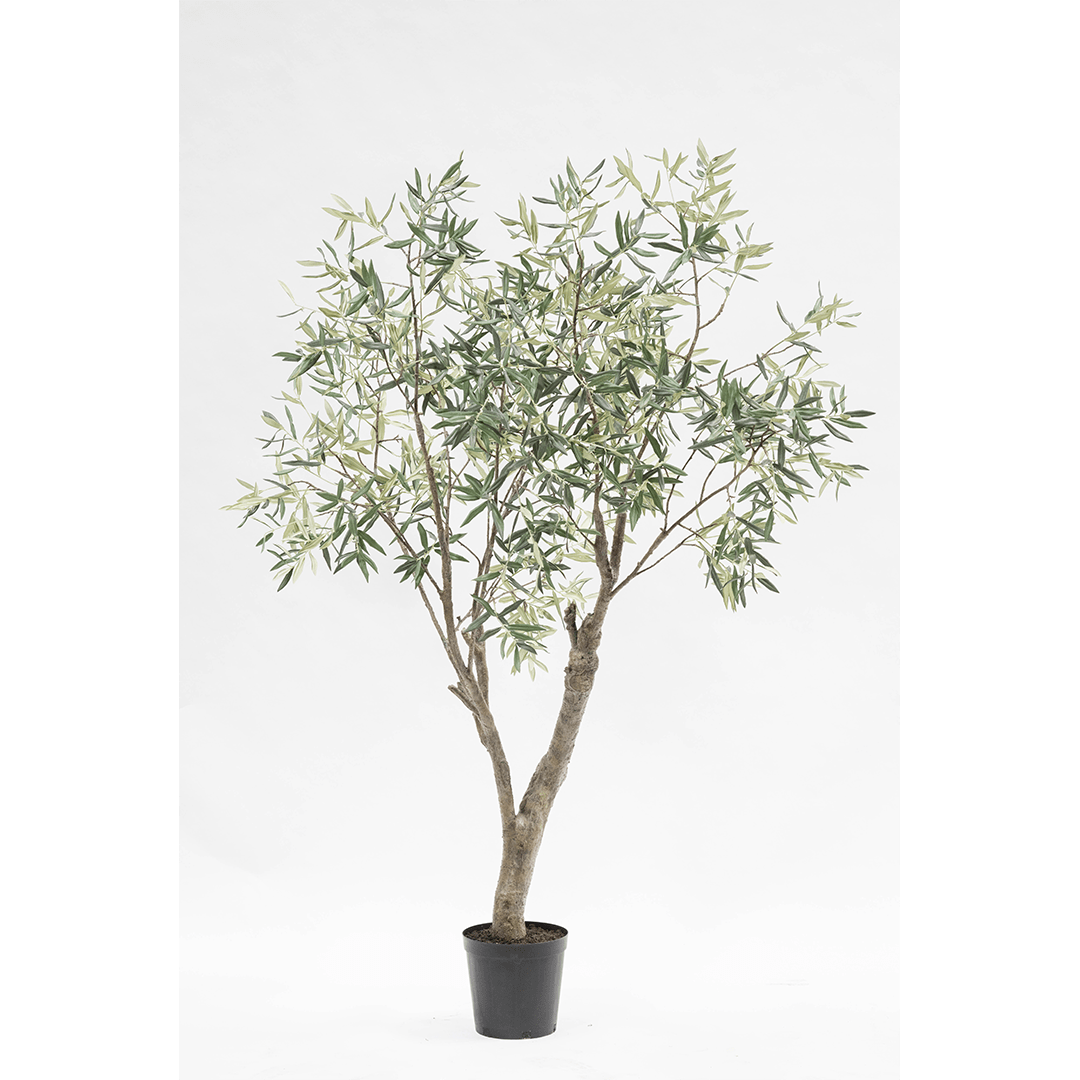 Olijfboom Groen | 198 cm