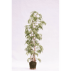 Plant Bamboe Groen | 205 cm