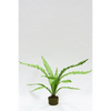 Plant Varen Groen | 149 cm