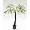 Plant Varen Groen | 105 cm