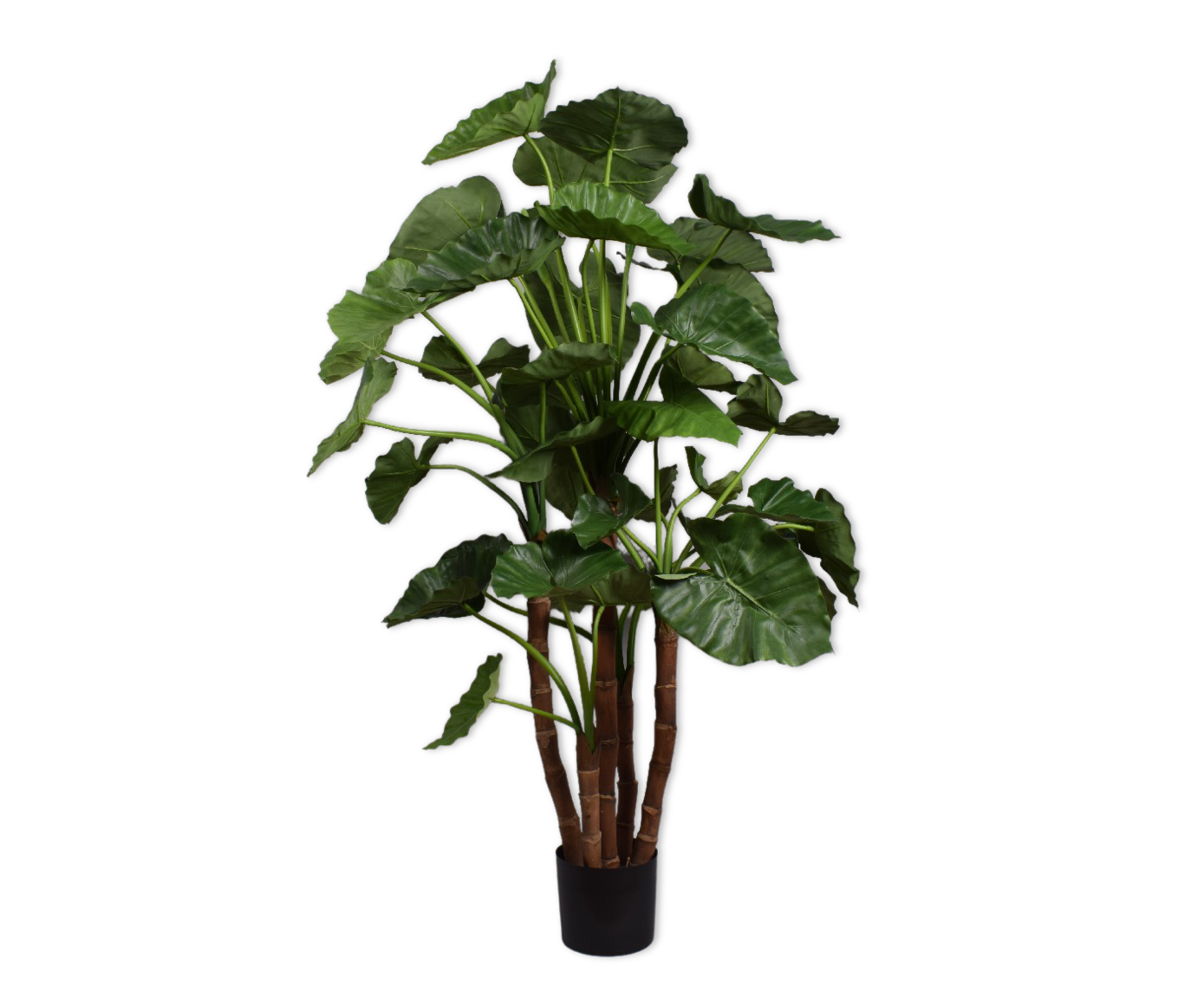 Plant Alocasia Groen | 150 cm