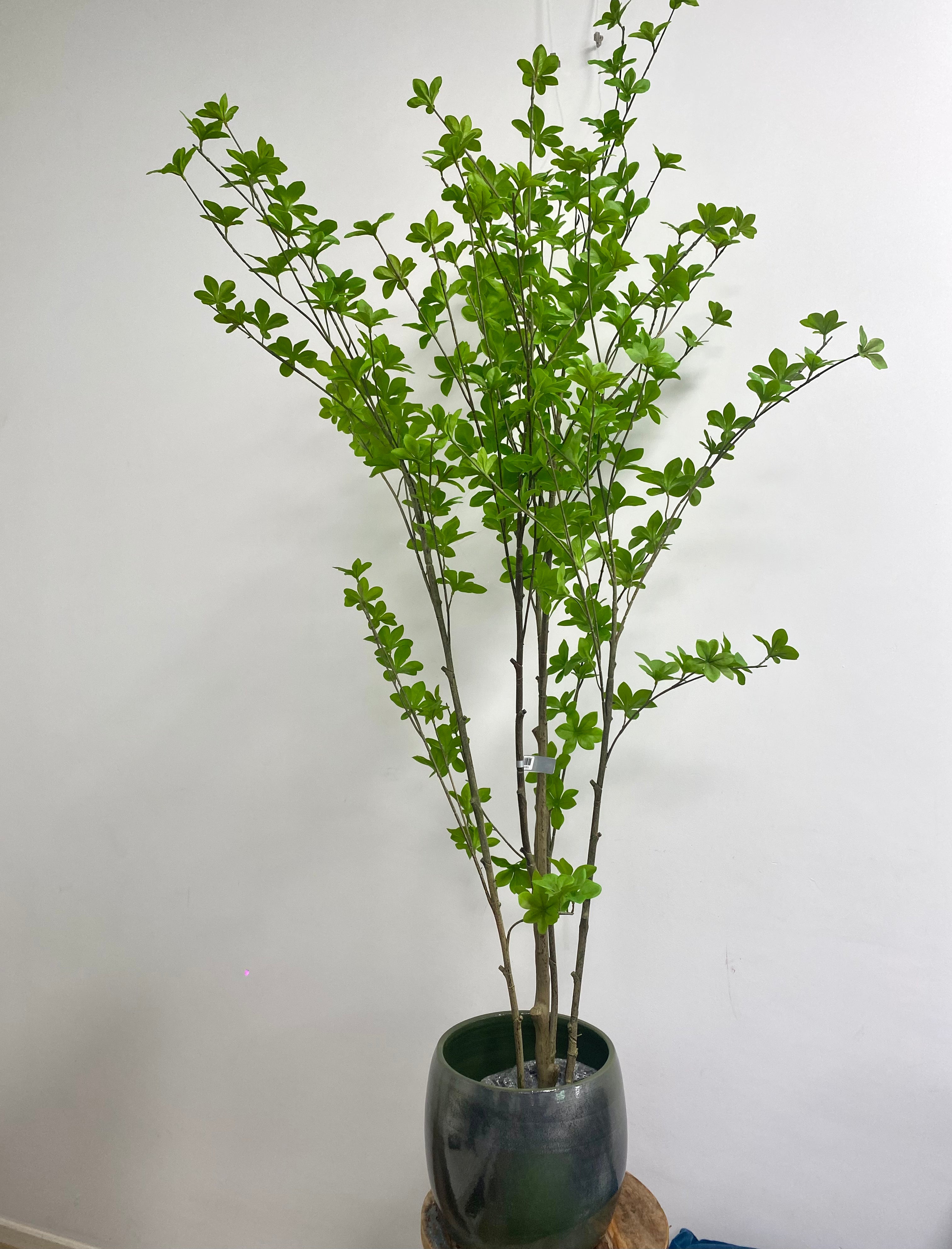 Plant Groen | 152 cm