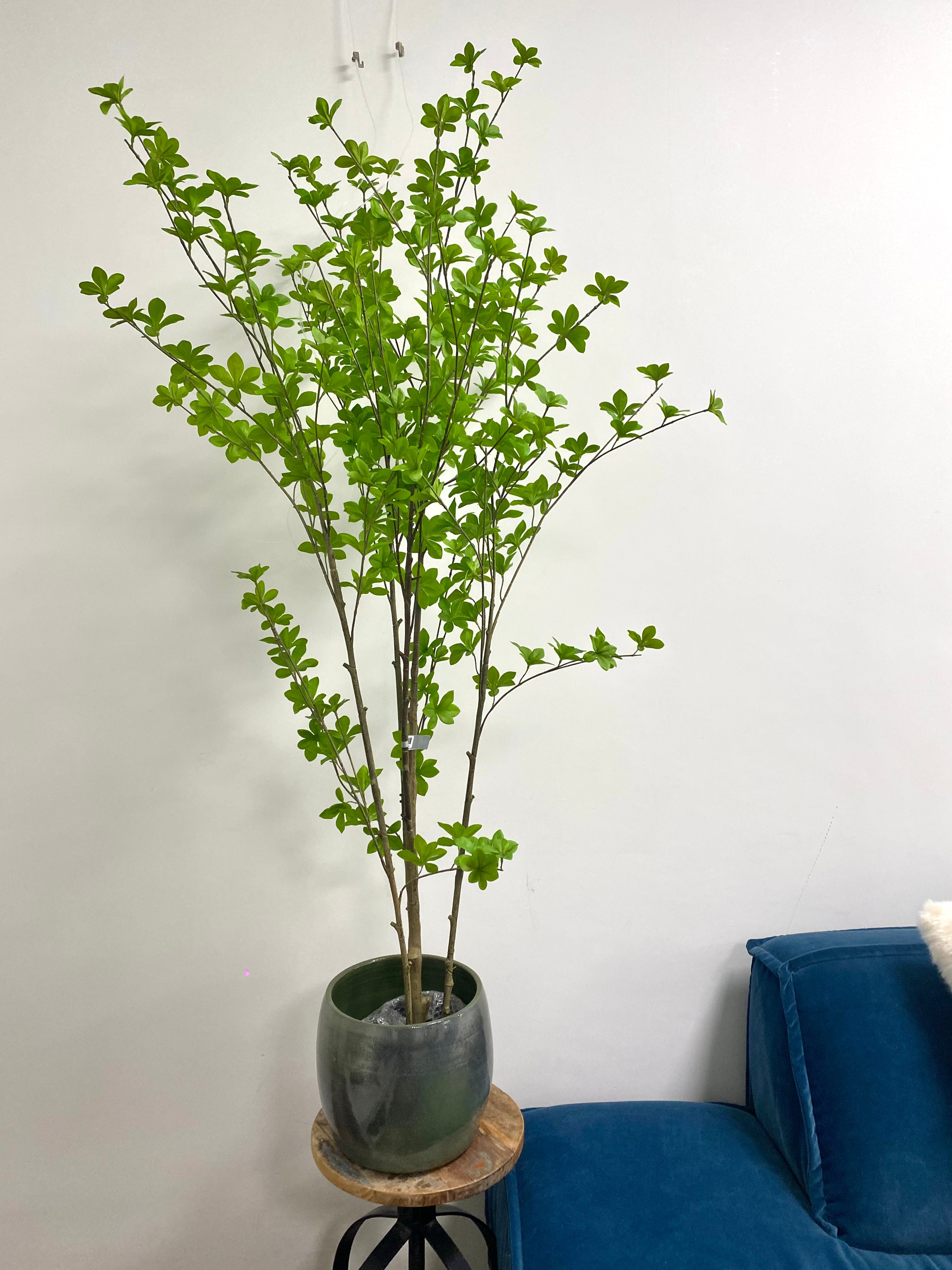 Plant Groen | 152 cm